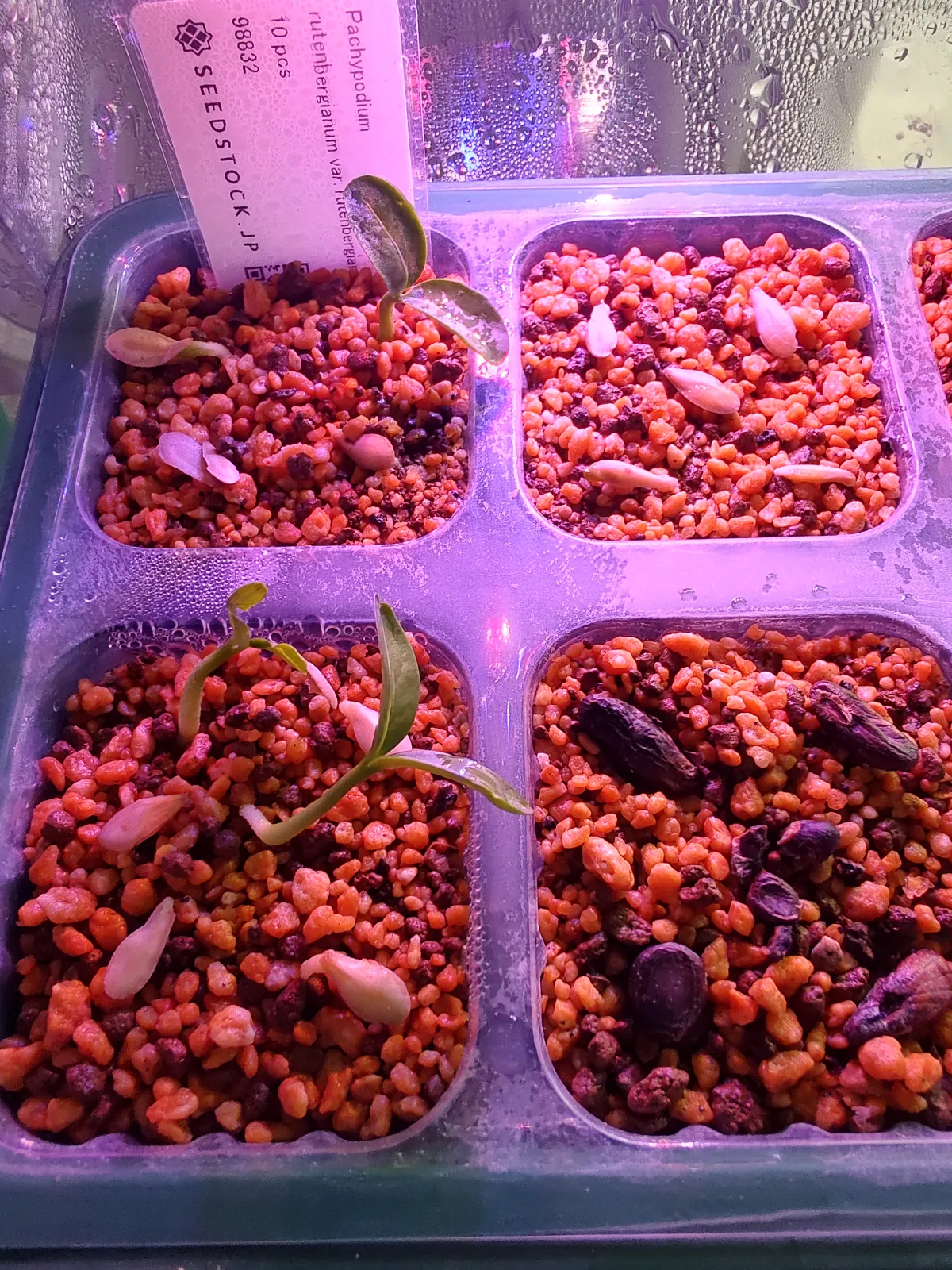 Pachypodium rutenbergianum var. rutenbergianum (パキポディウム ルテンベルギアナム)