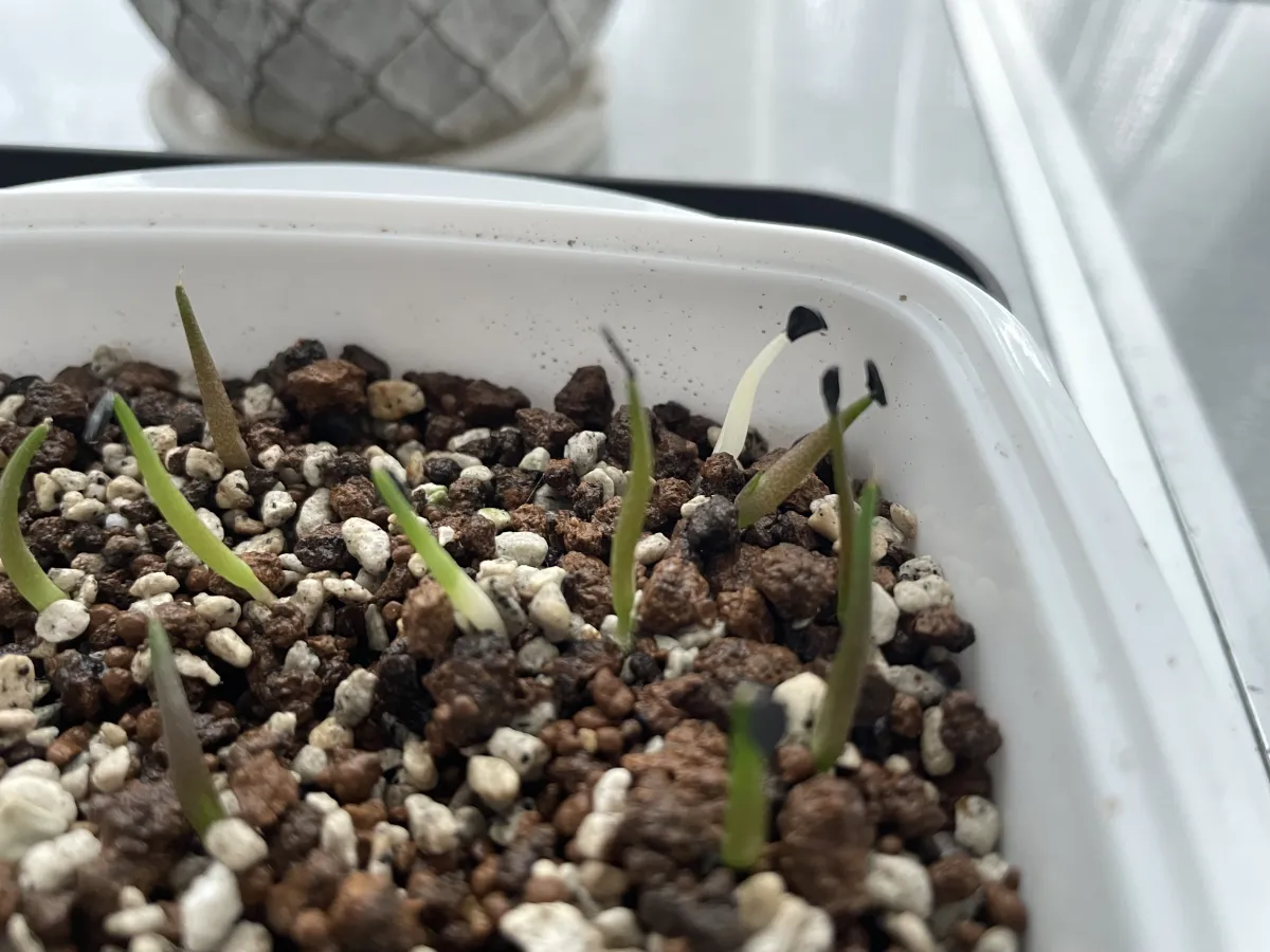 Agave oteroi (アガベ オテロイ)