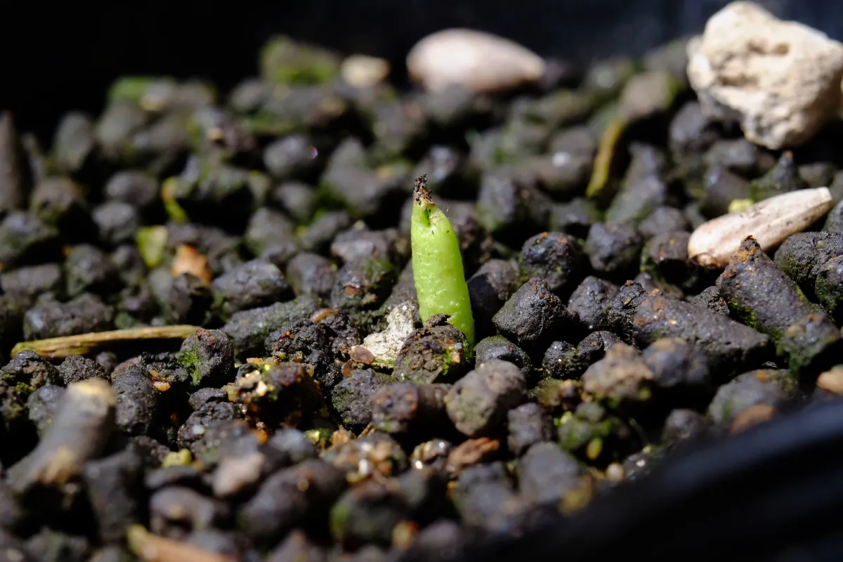 Adenium multiflorum (アデニウム マルチフローラム)
