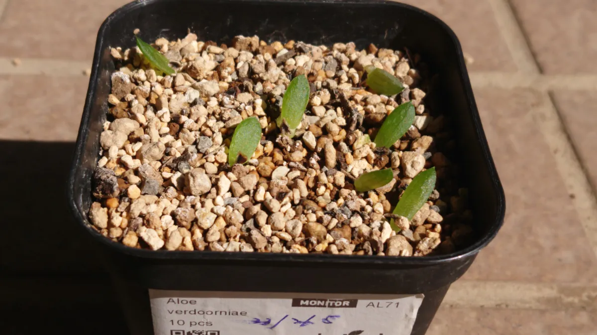 Aloe verdoorniae (アロエ ベルドーニアエ 星霞)