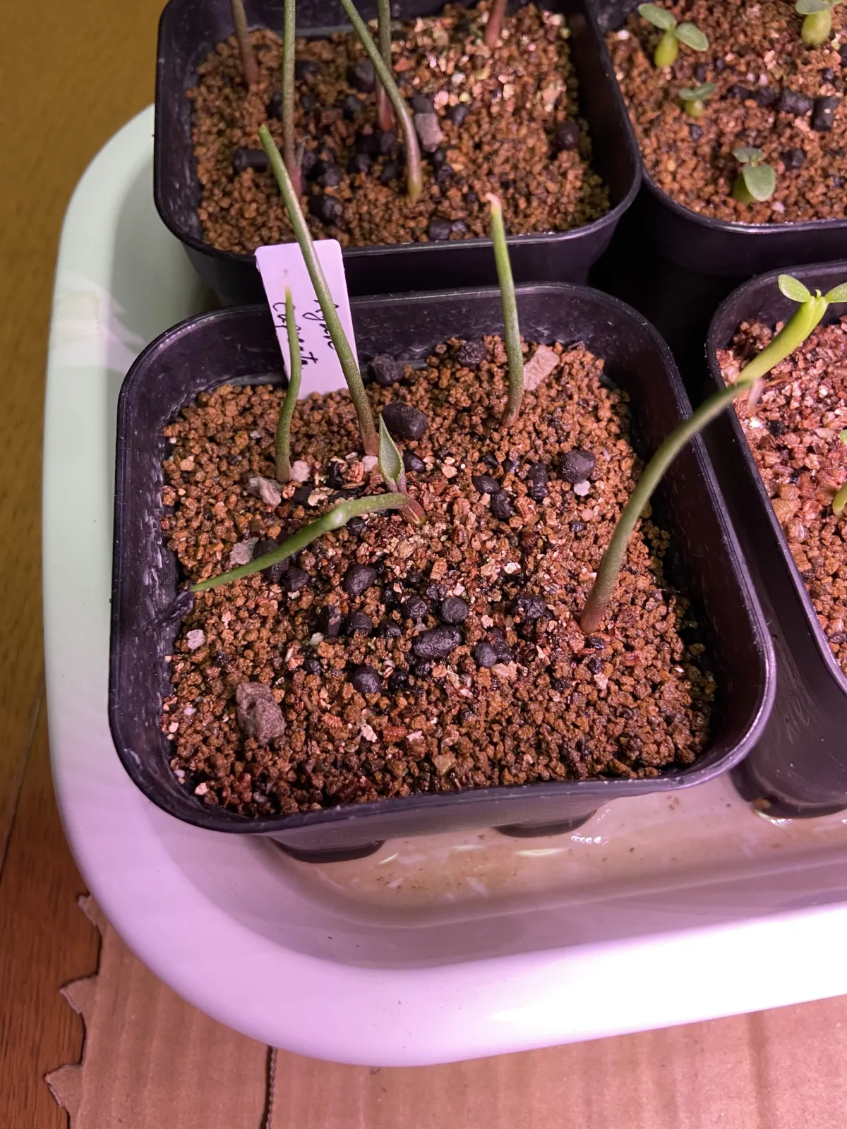 Agave cupreata (アガベ クプレアータ)