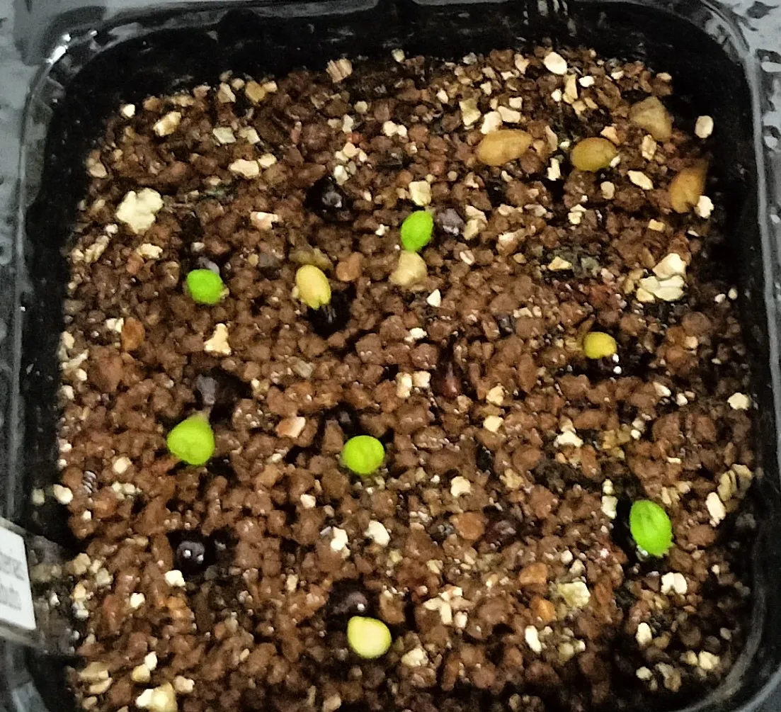 Astrophytum asterias (アストロフィツム スーパー兜)