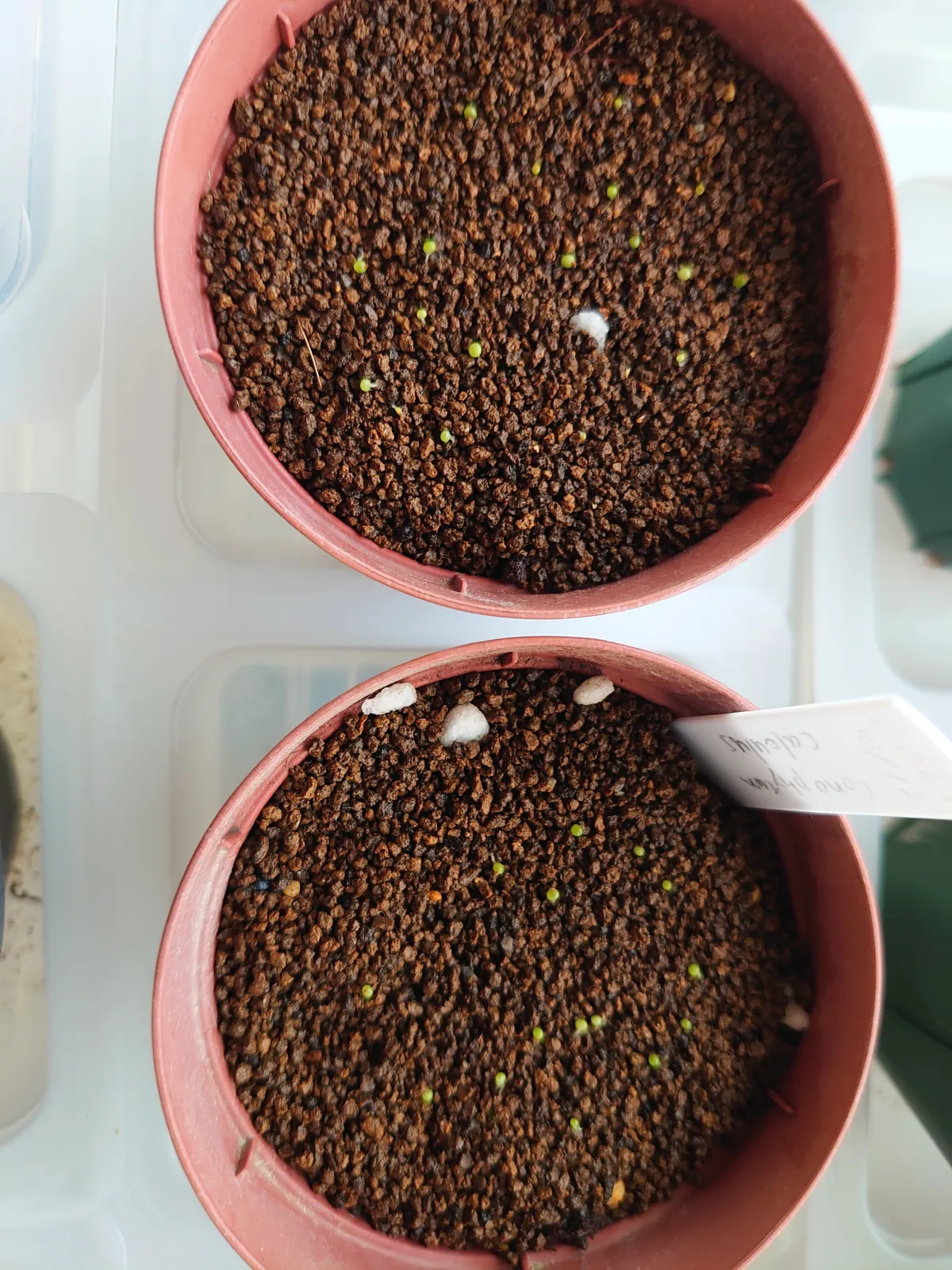 Conophytum calculus (コノフィツム カルキュルス 玉翡翠)