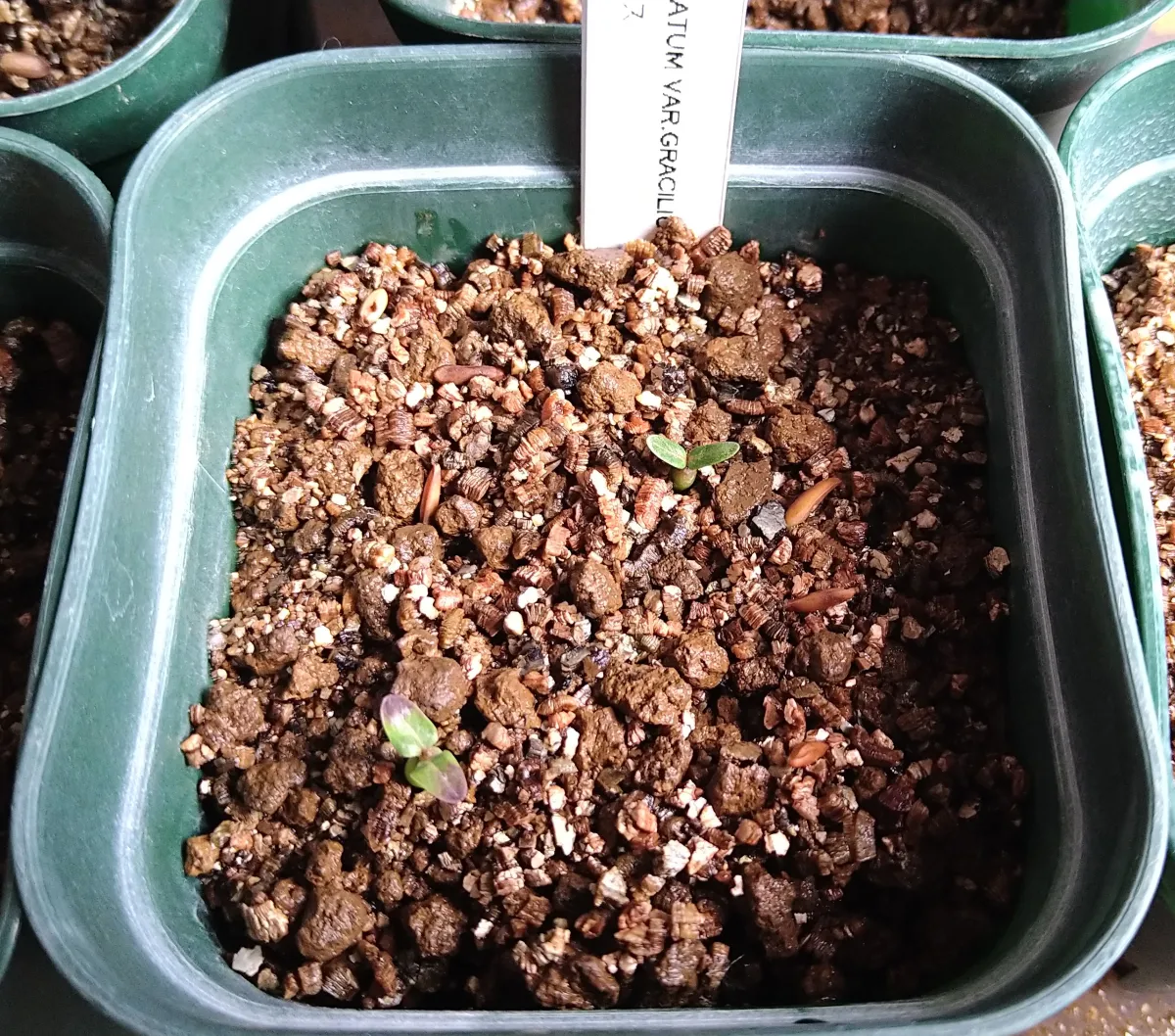 Pachypodium rosulatum var. gracilius (パキポディウム グラキリス)