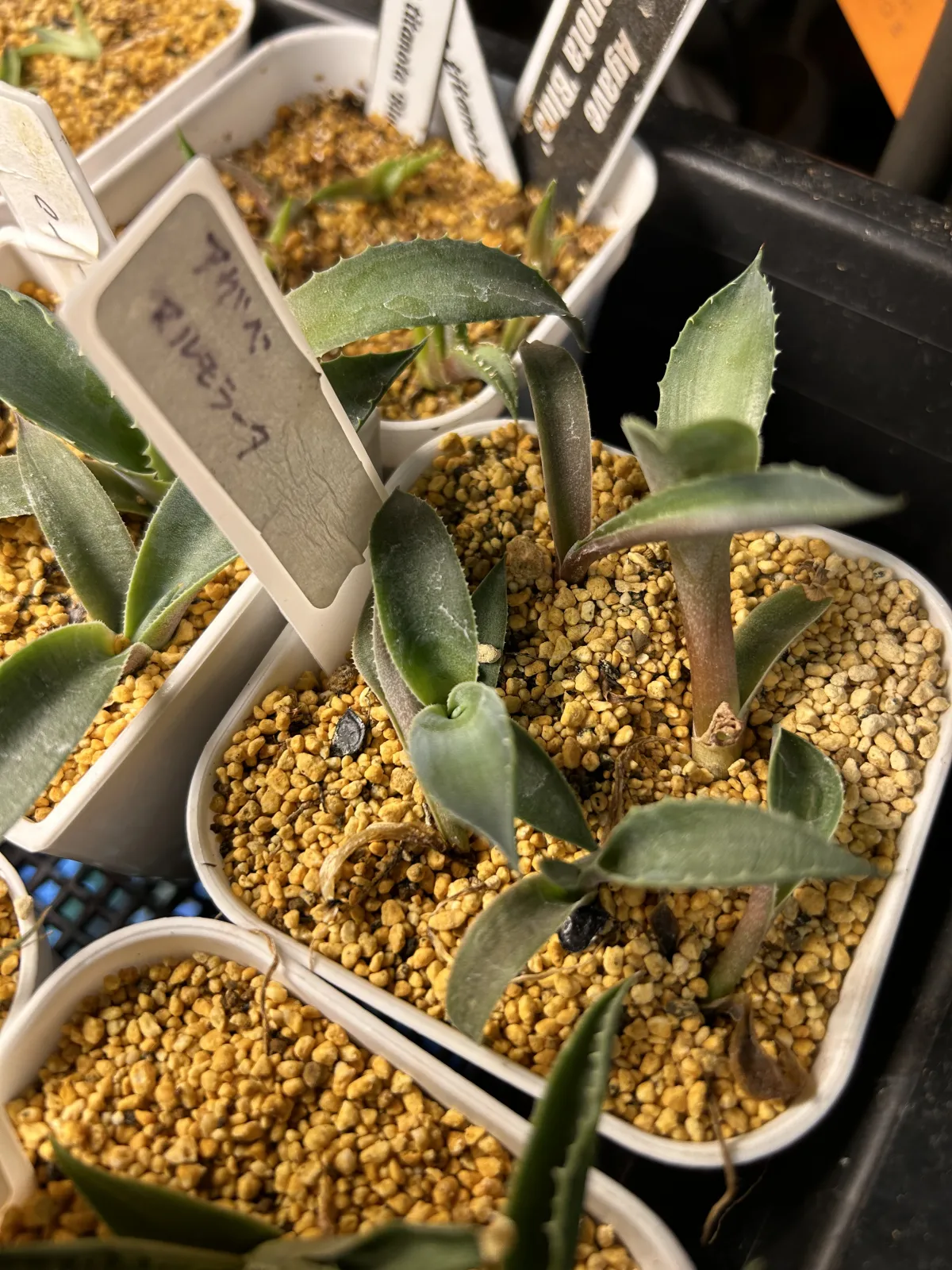 Agave marmorata (アガベ マルモラータ)