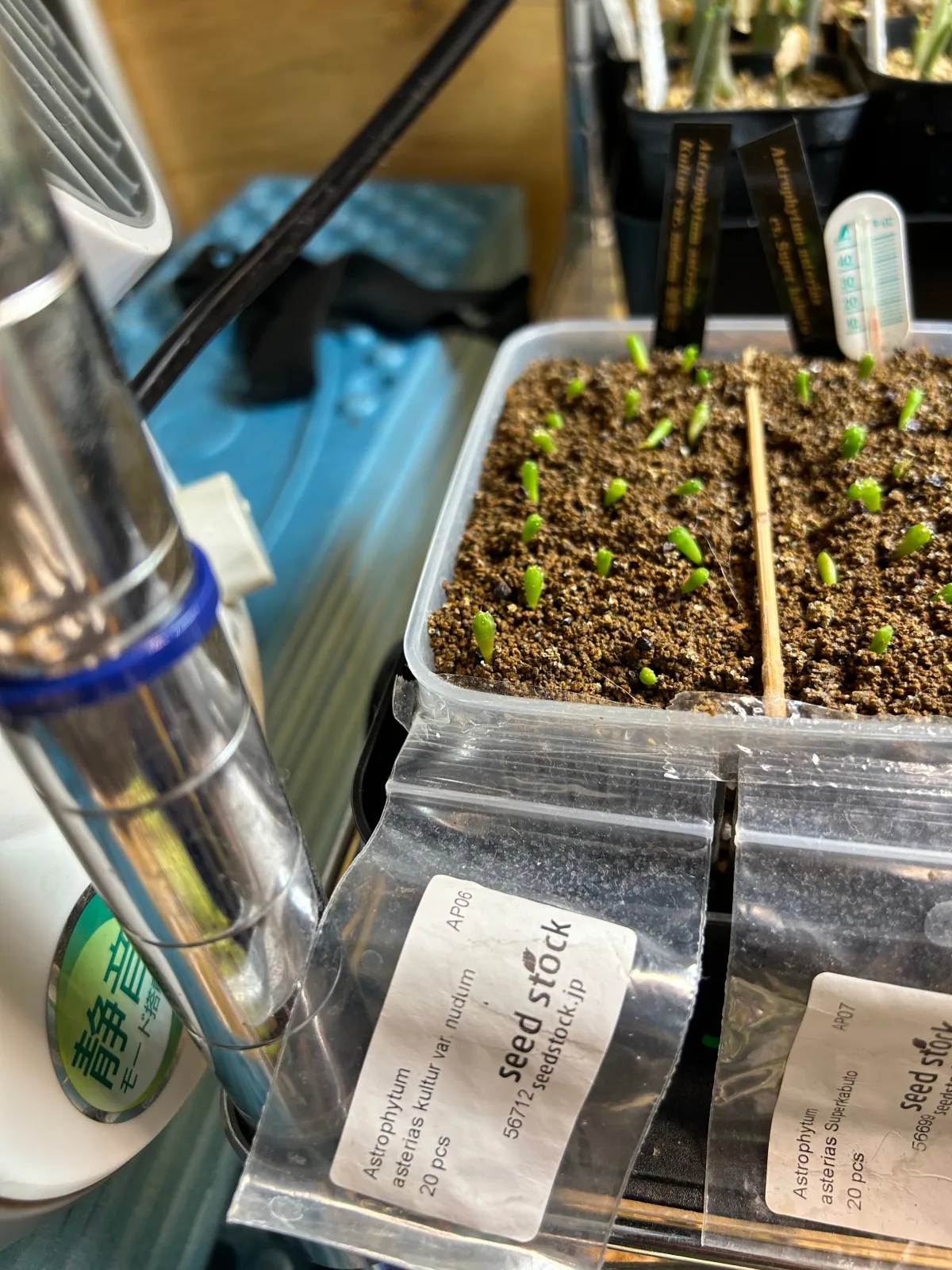 Astrophytum asterias (アストロフィツム アステリアス 兜)