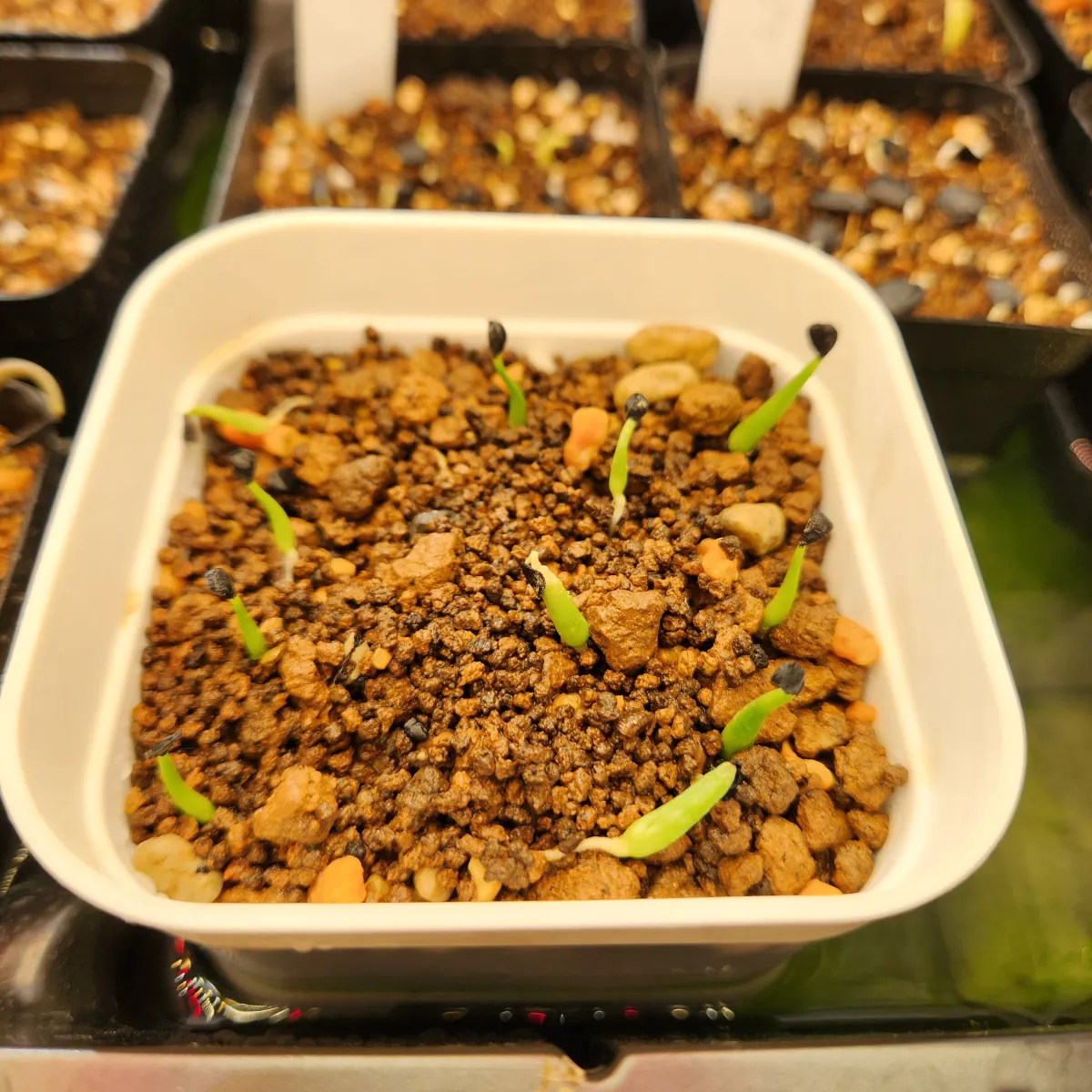 Agave utahensis var. eborispina 'Hayford' (アガベ エボリスピナ ヘイフォード)