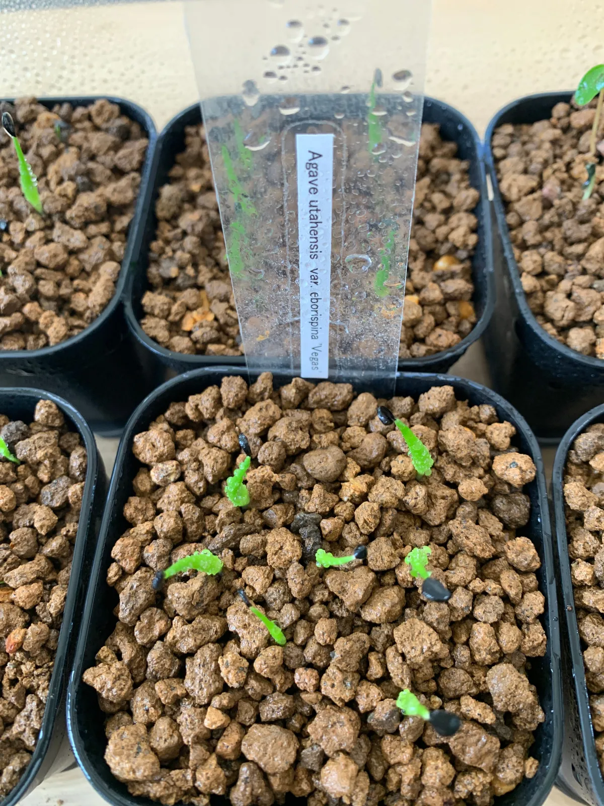 Agave utahensis var. eborispina (アガベ エボリスピナ)