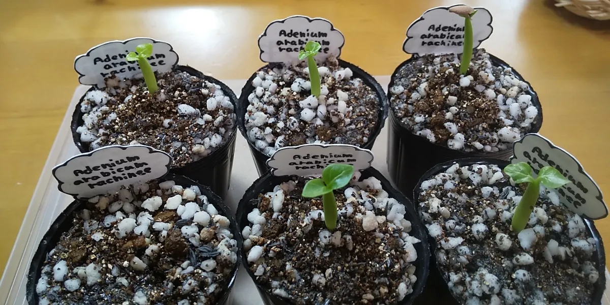 Adenium arabicum Rashiny (アデニウム アラビカム ラシニー)