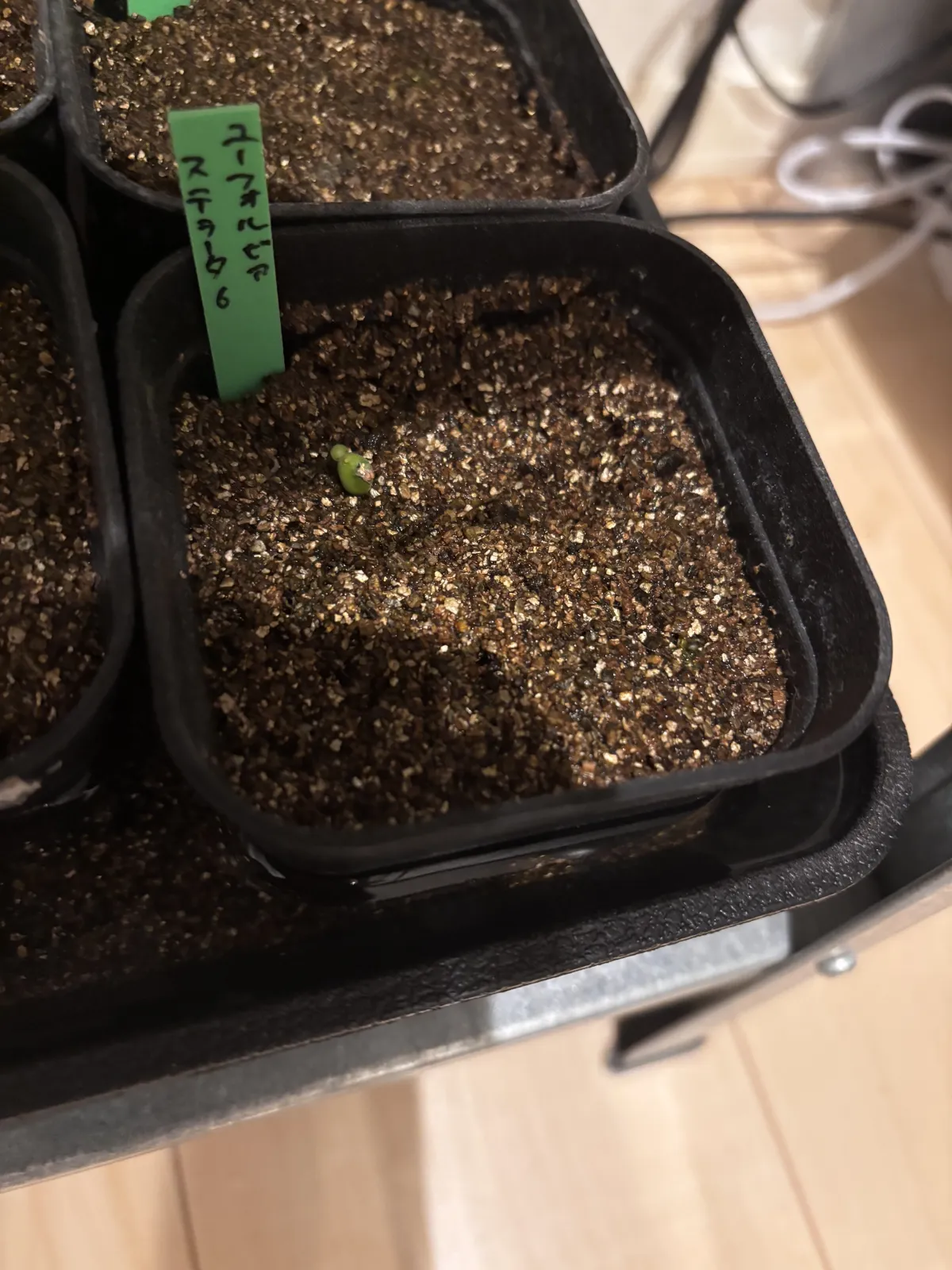 Euphorbia stellata (ユーフォルビア ステラータ 飛竜)