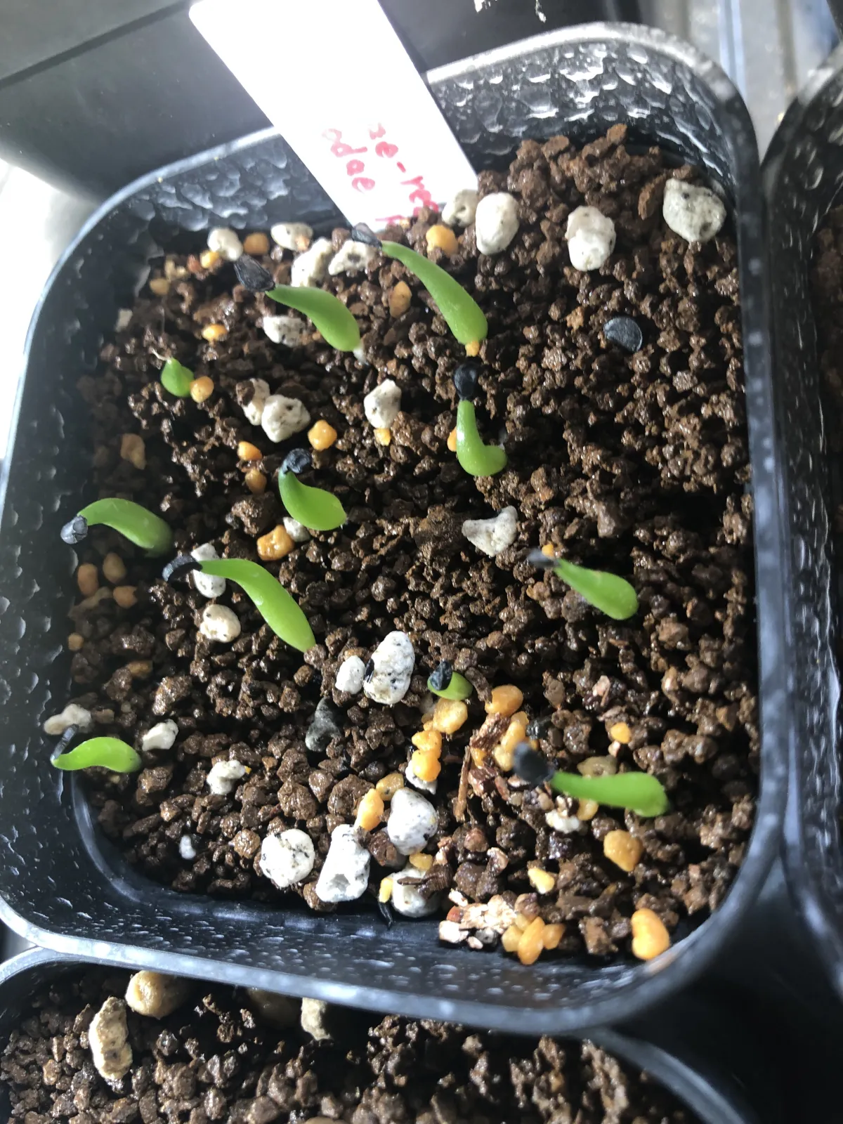 Agave victoriae-reginae (アガベ ビクトリアレジーナエ 笹の雪)