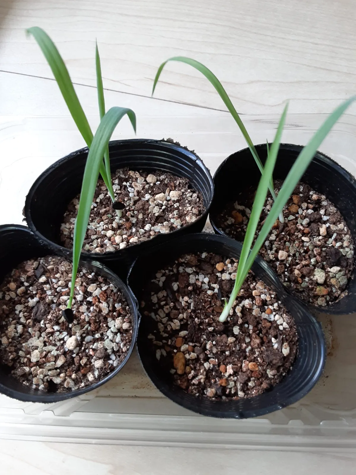 Yucca rostrata (ユッカ ロストラータ)