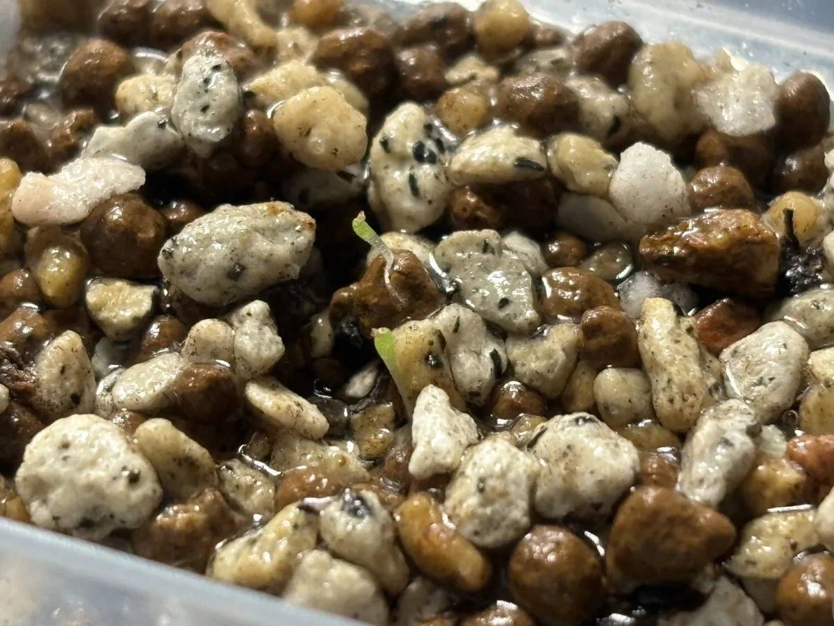 Conophytum burgeri (コノフィツム ブルゲリ)