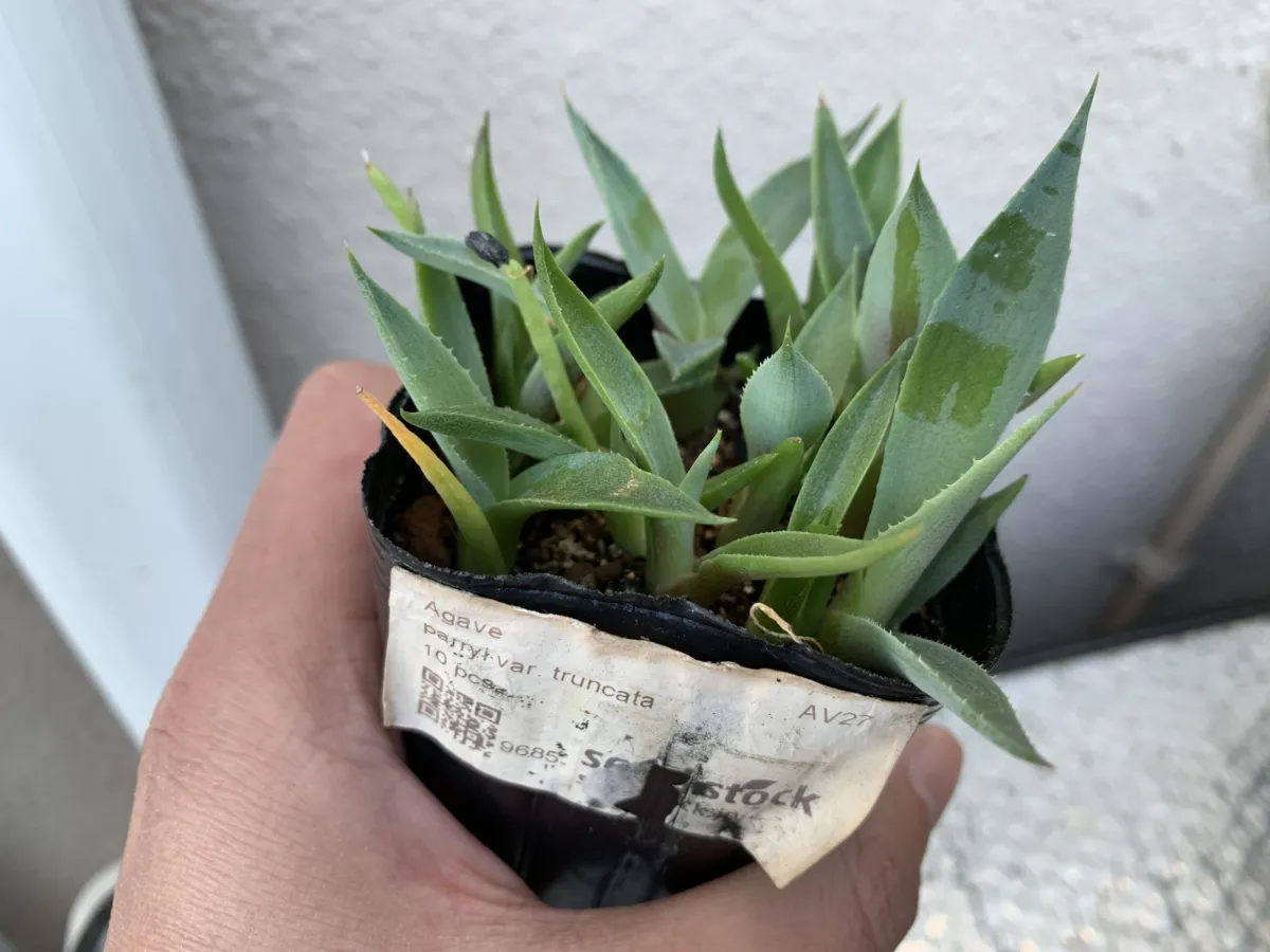 Agave parryi var. truncata (アガベ パリー トランカータ)