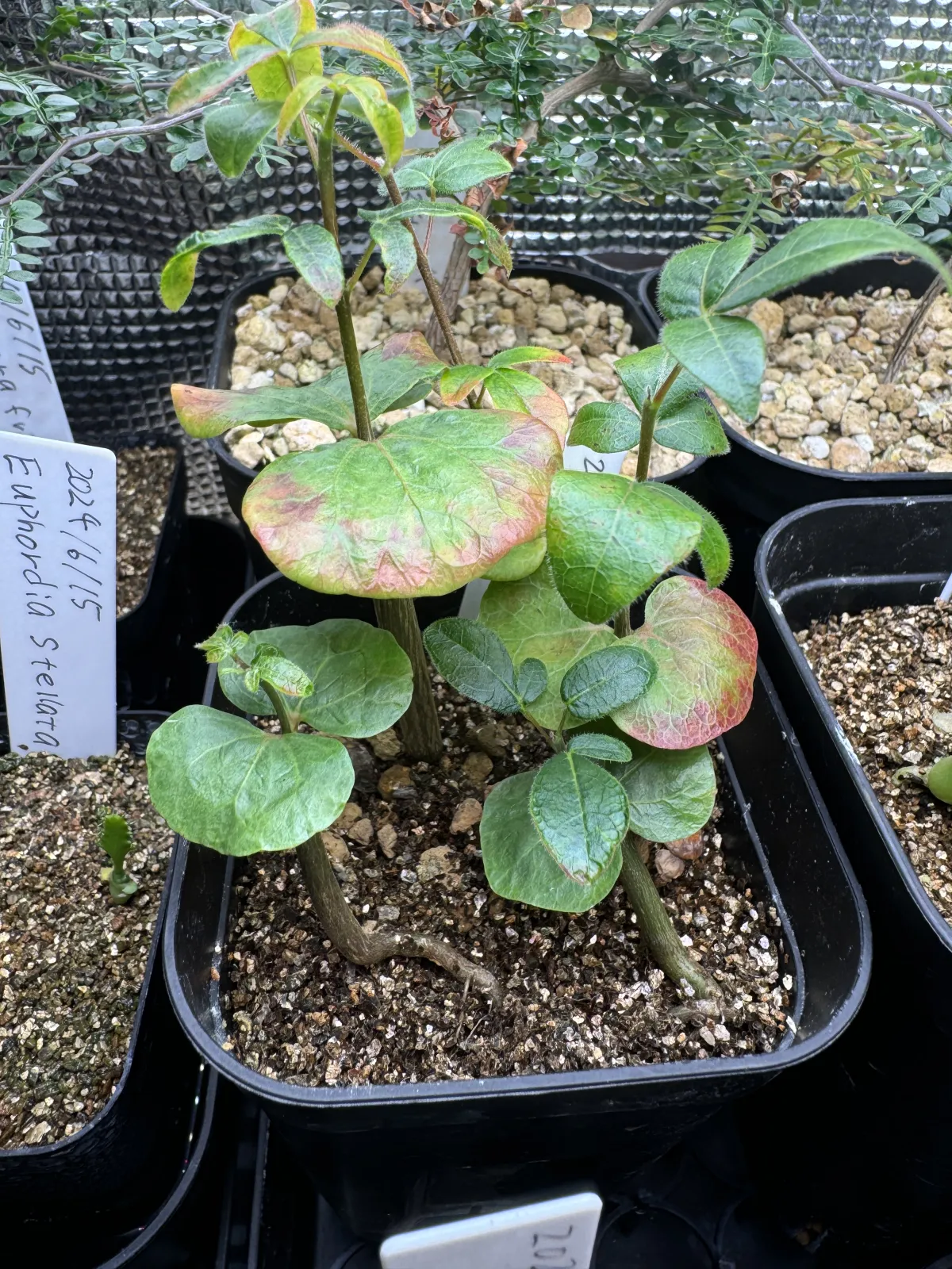 Commiphora monstruosa (コミフォラ モンストローサ)