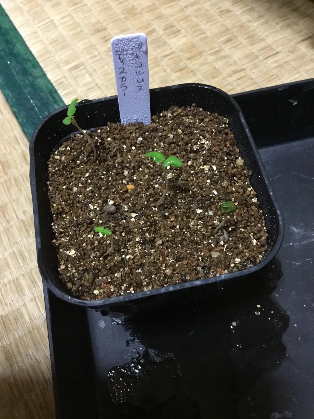 Pachycormus discolor (パキコルムス ディスカラー)