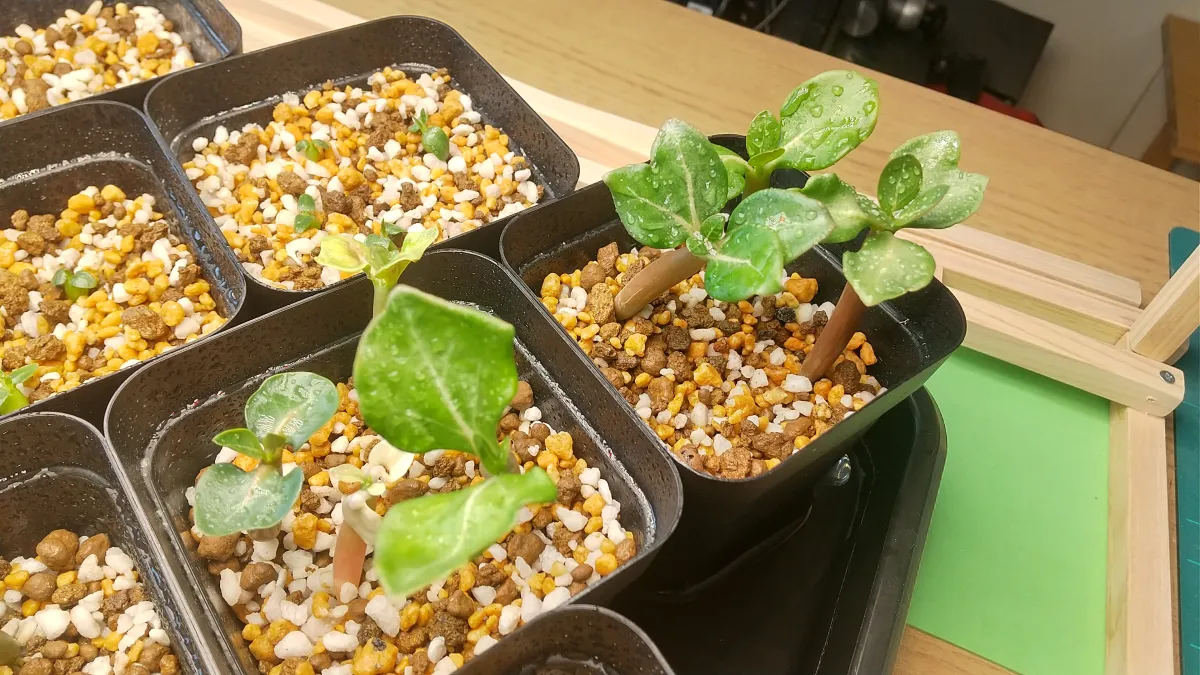 Adenium arabicum (アデニウム アラビカム)