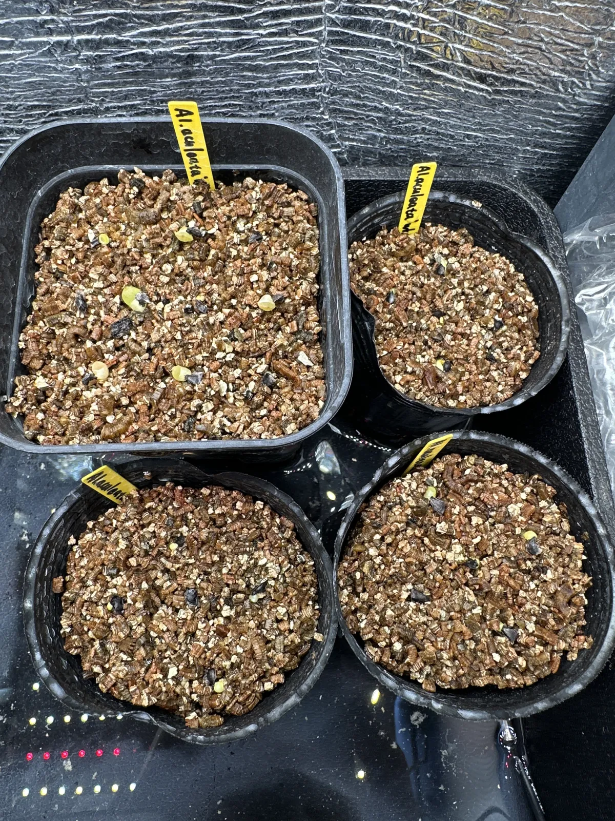 Aloe aculeata (アロエ アクレアータ ホワイトソーン)