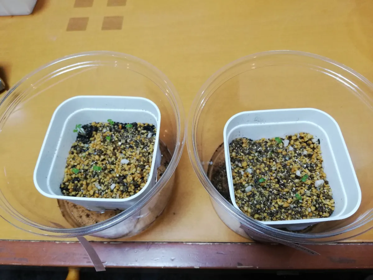 Dorstenia contrajerva (ドルステニア コントラエルバ)