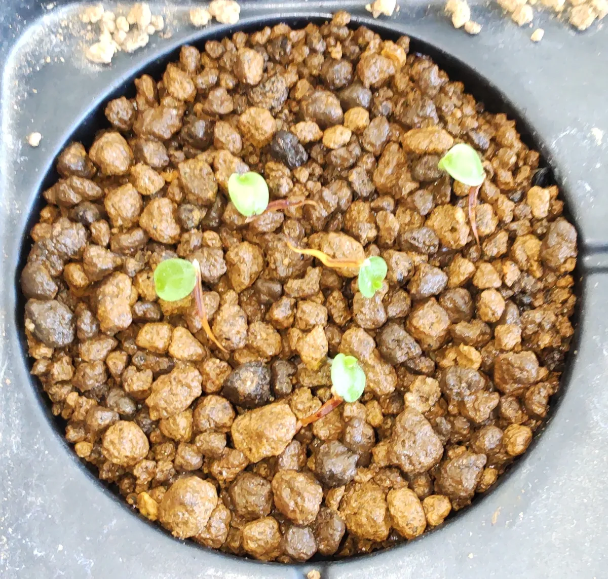 Hechtia montana (ヘクチア モンタナ)