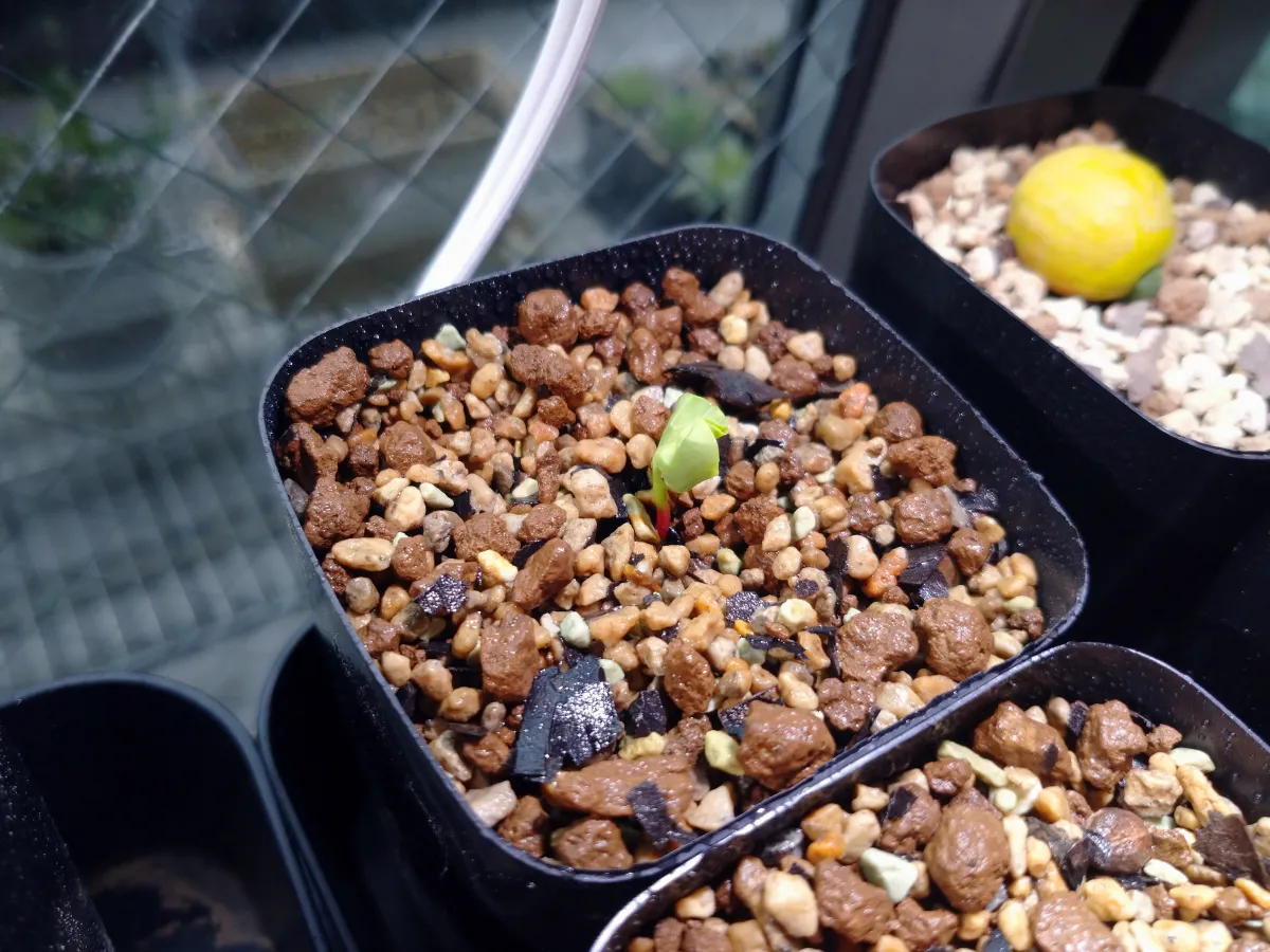 Commiphora wightii (コミフォラ ワイティ)