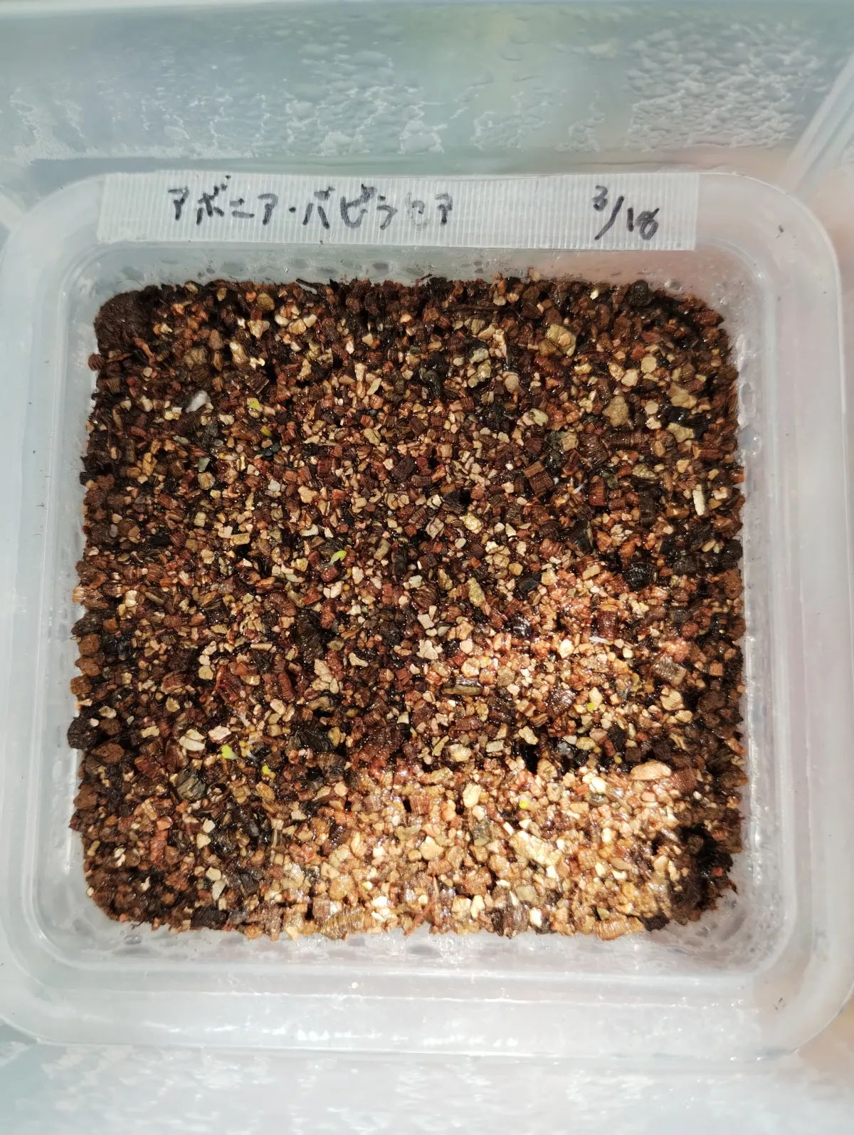 Avonia papyracea (アボニア パピラケア)