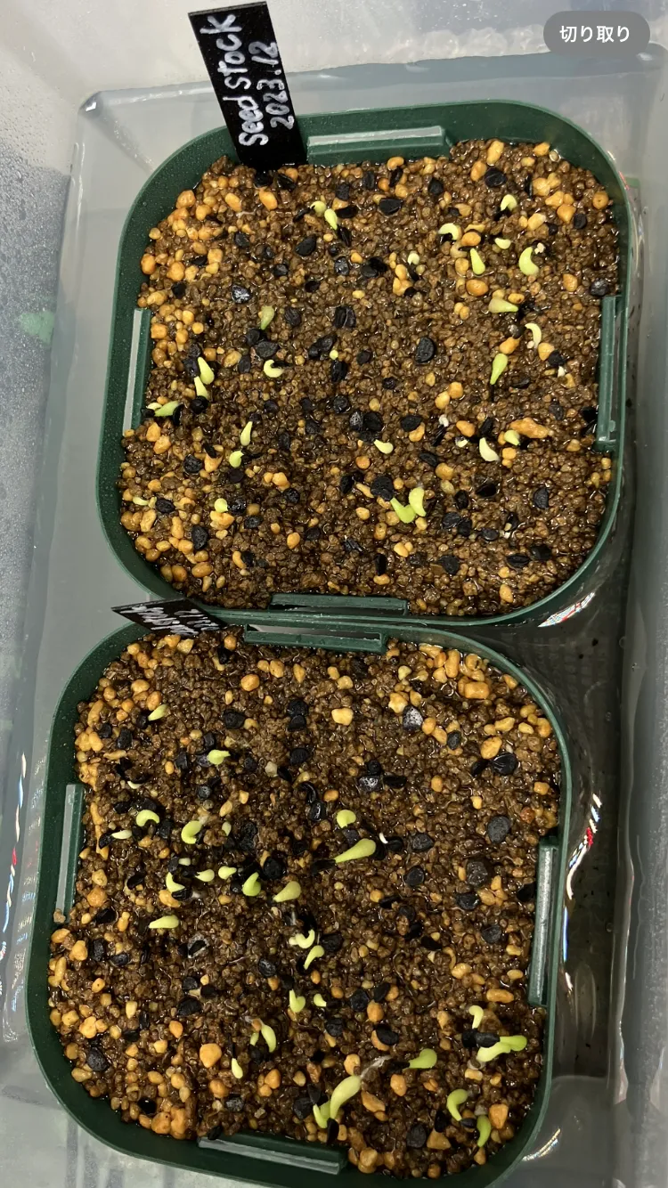 Agave oteroi (アガベ オテロイ)