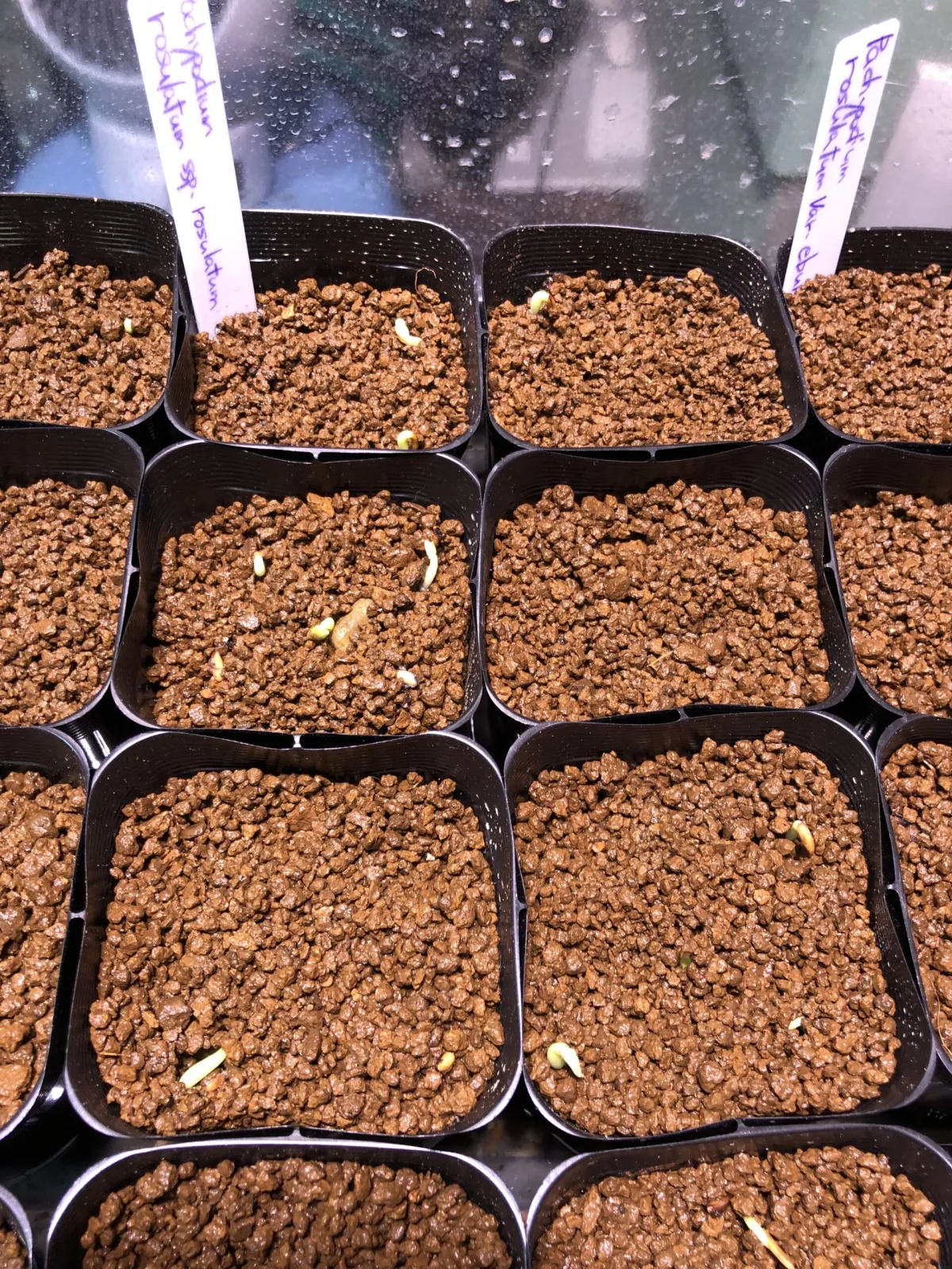 パキポ種子福袋