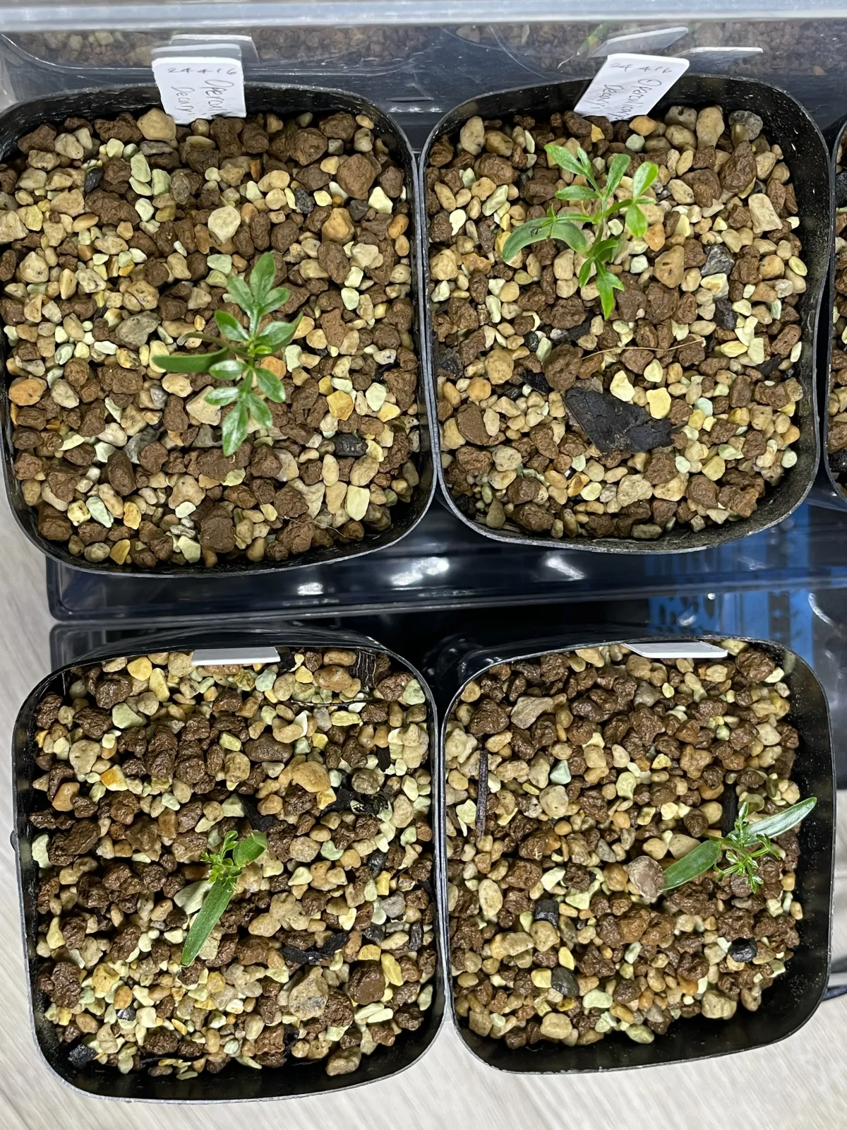 Operculicarya decaryi (オペルクリカリア デカリー)