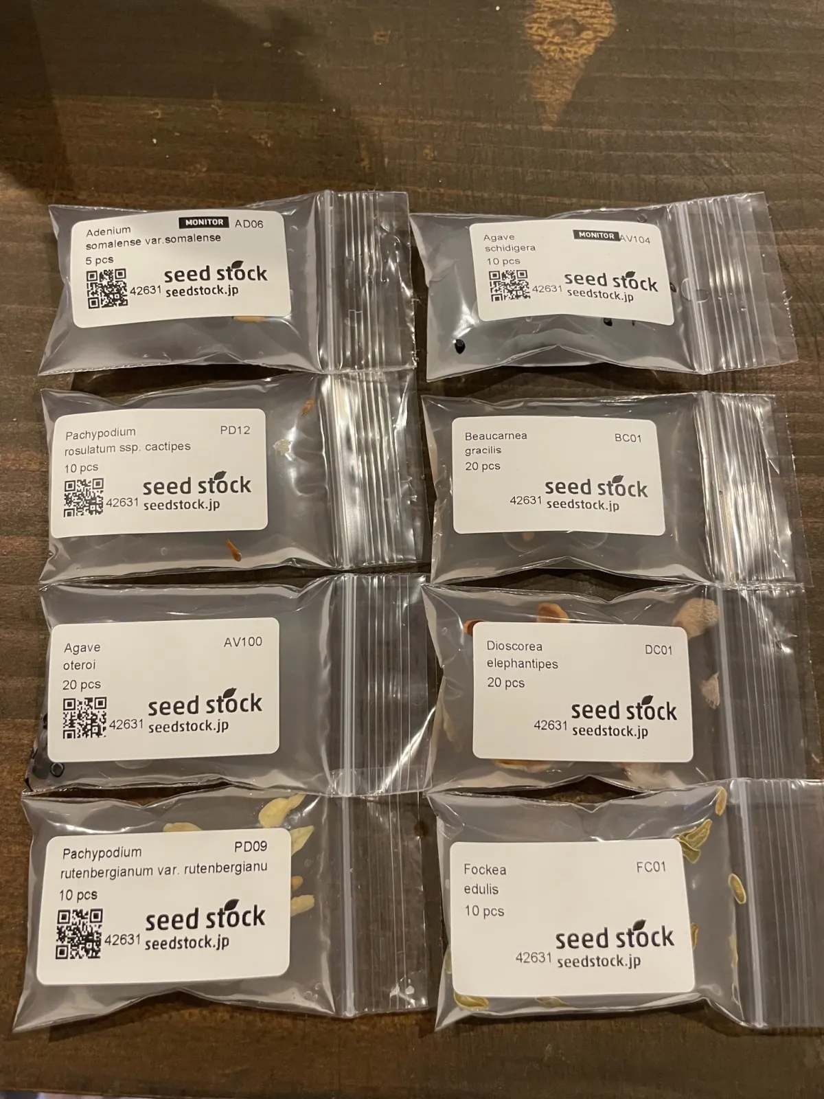 Beaucarnea gracilis (ボーカルネア グラキリス)