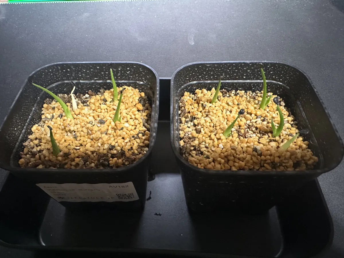 Agave utahensis var. eborispina (アガベ エボリスピナ)