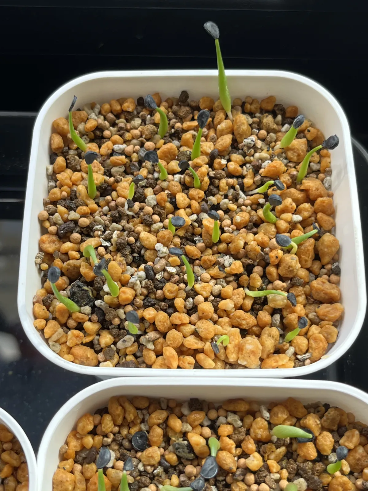 Agave utahensis ssp. utahensis 'Compacta' (アガベ ユタエンシスコンパクタ)