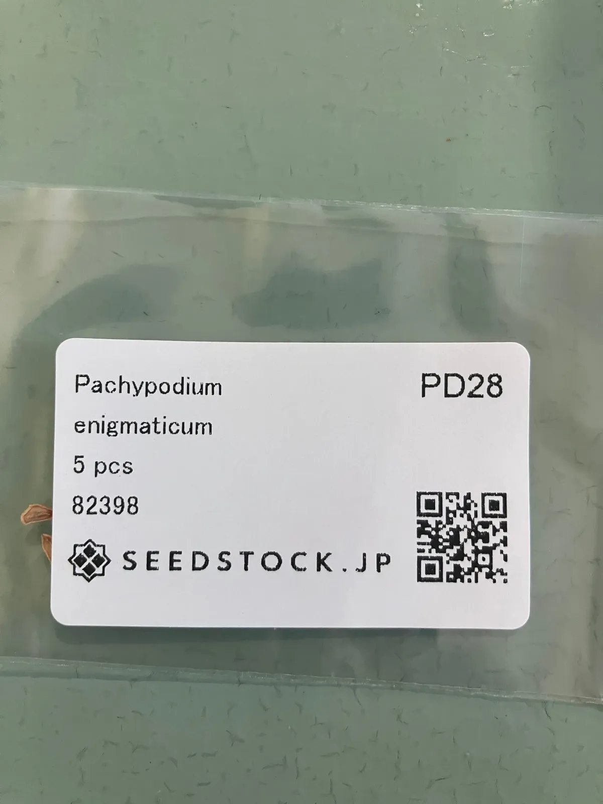 Pachypodium enigmaticum (パキポディウム エニグマチカム)