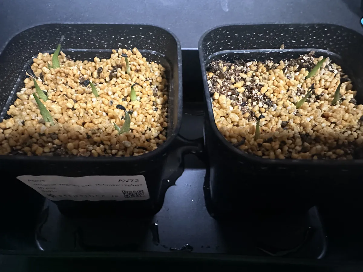 Agave victoriae-reginae (アガベ ビクトリアレジーナエ 笹の雪)