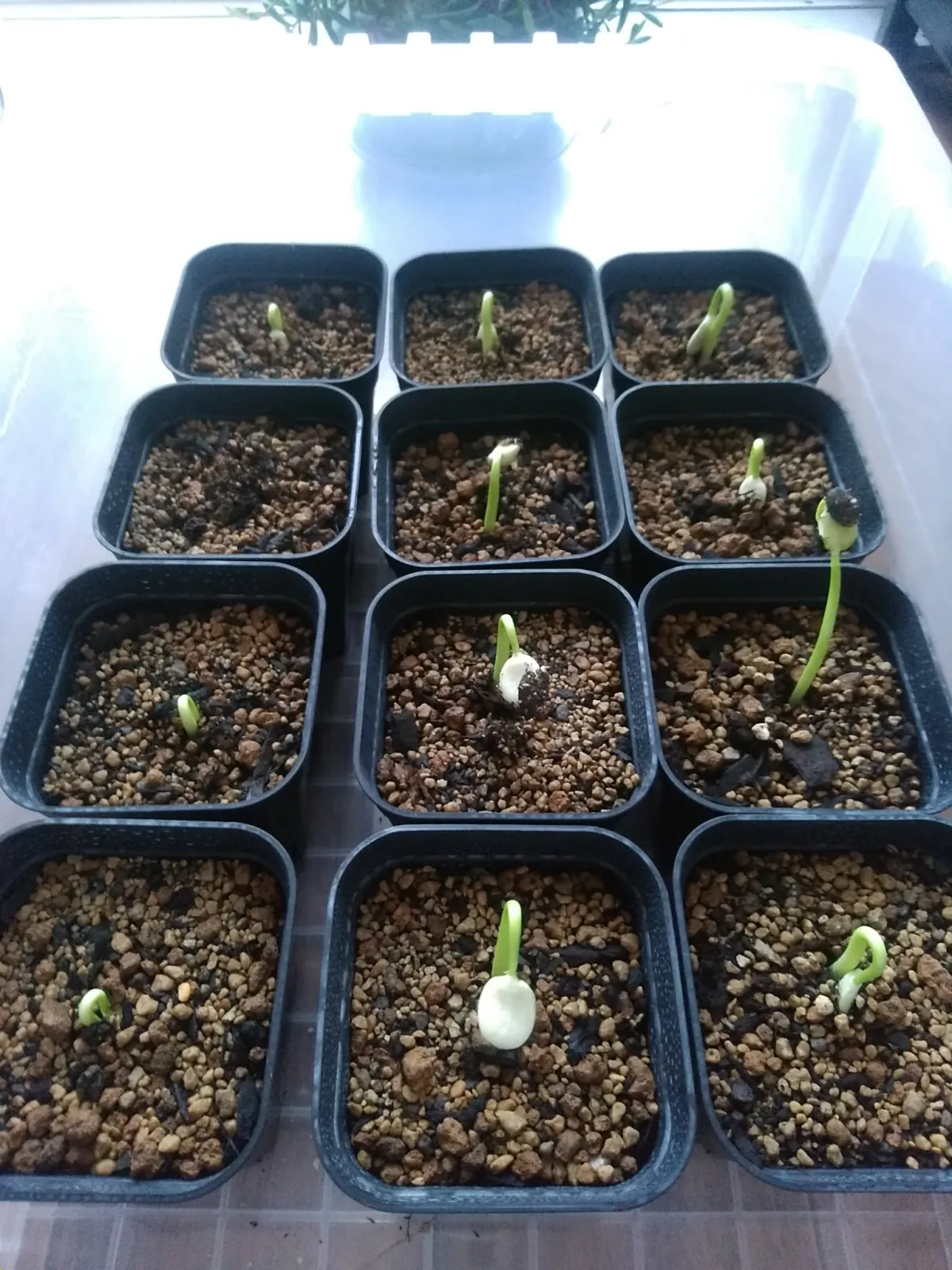 Jatropha podagrica yellow (ヤトロファ ポダグリカ イエロー 'サンゴ油桐')