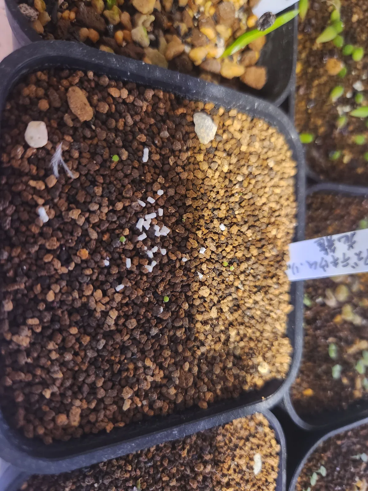 Aztekium ritteri (アズテキウム 花籠)