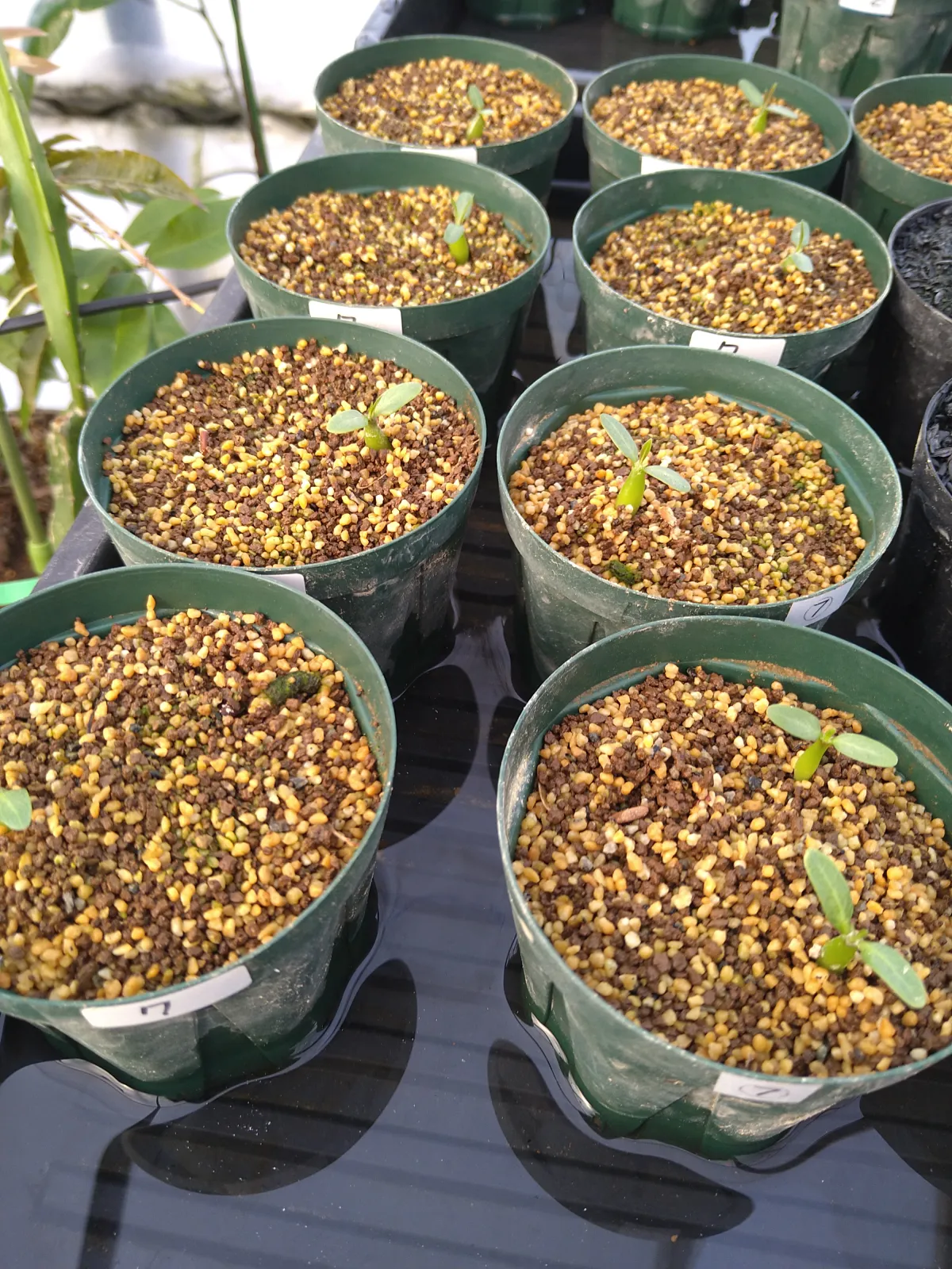 Pachypodium horombense (パキポディウム ホロンベンセ)