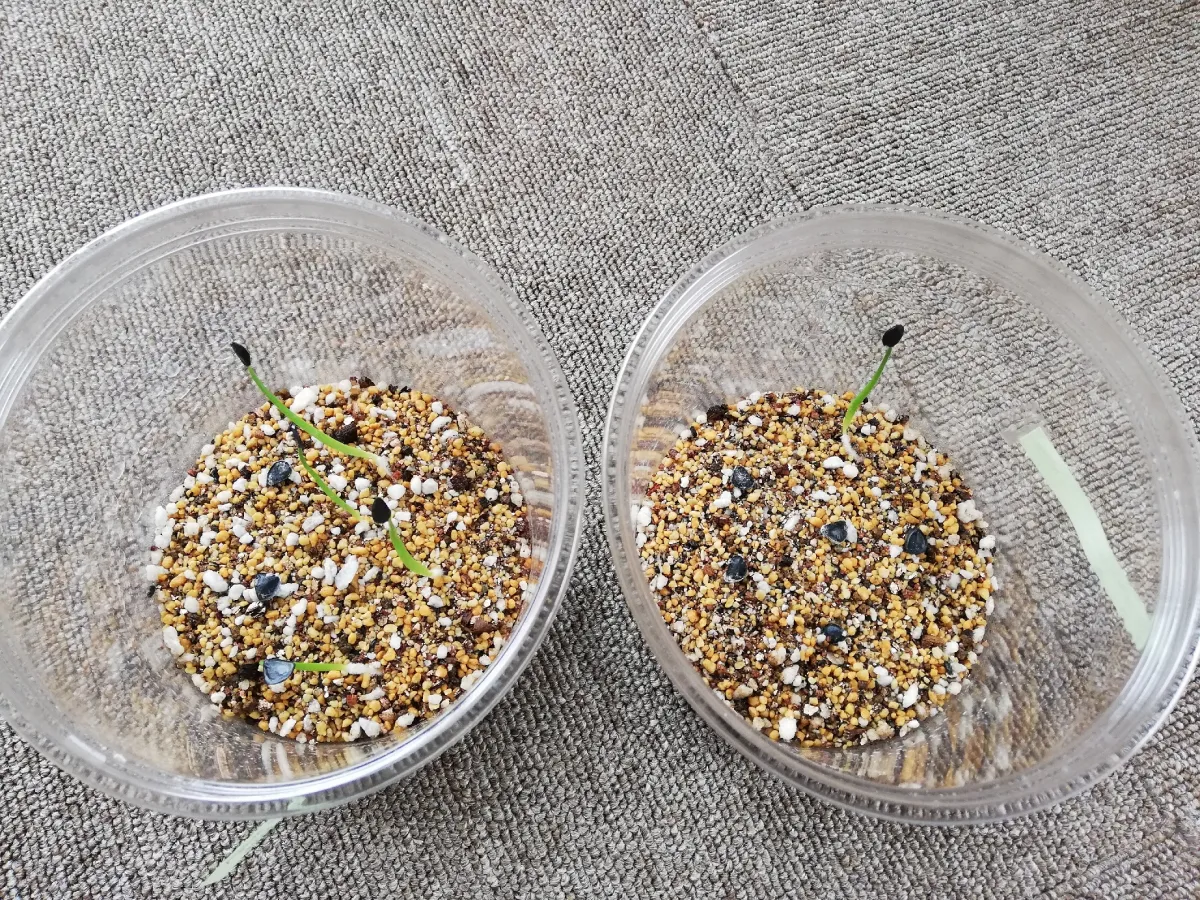 Agave inaequidens 'Ashy White' (アガベ インアクイデンス アッシーホワイト)