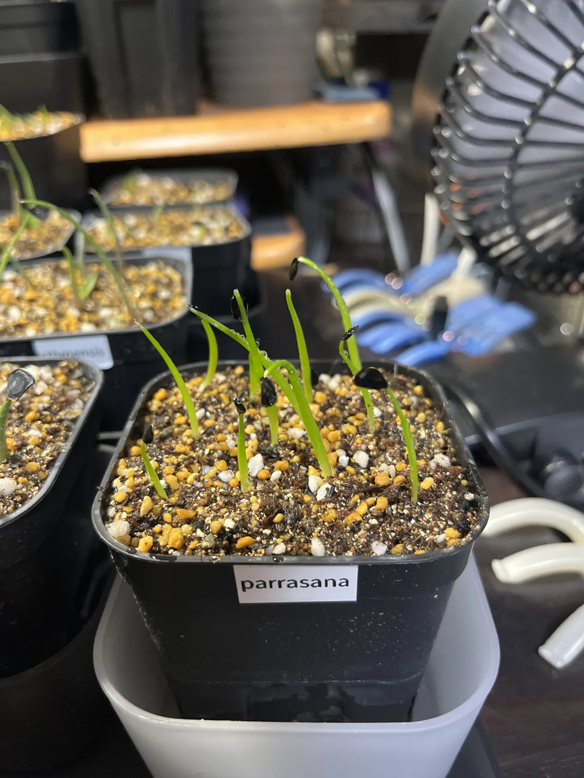 Agave parrasana (アガベ パラサナ)