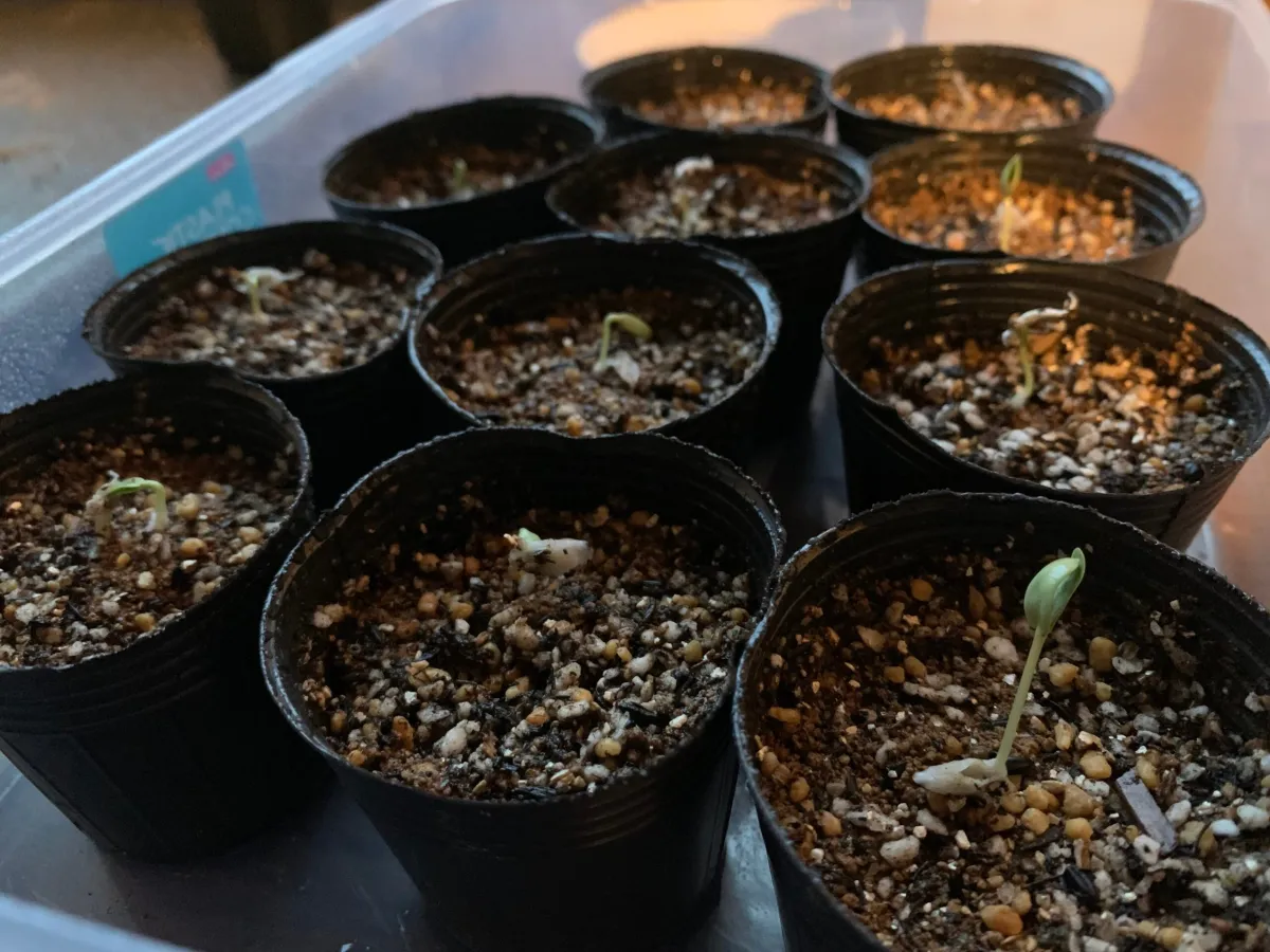 Fouquieria splendens ssp. splendens (フォークイエリア スプレンデンス)