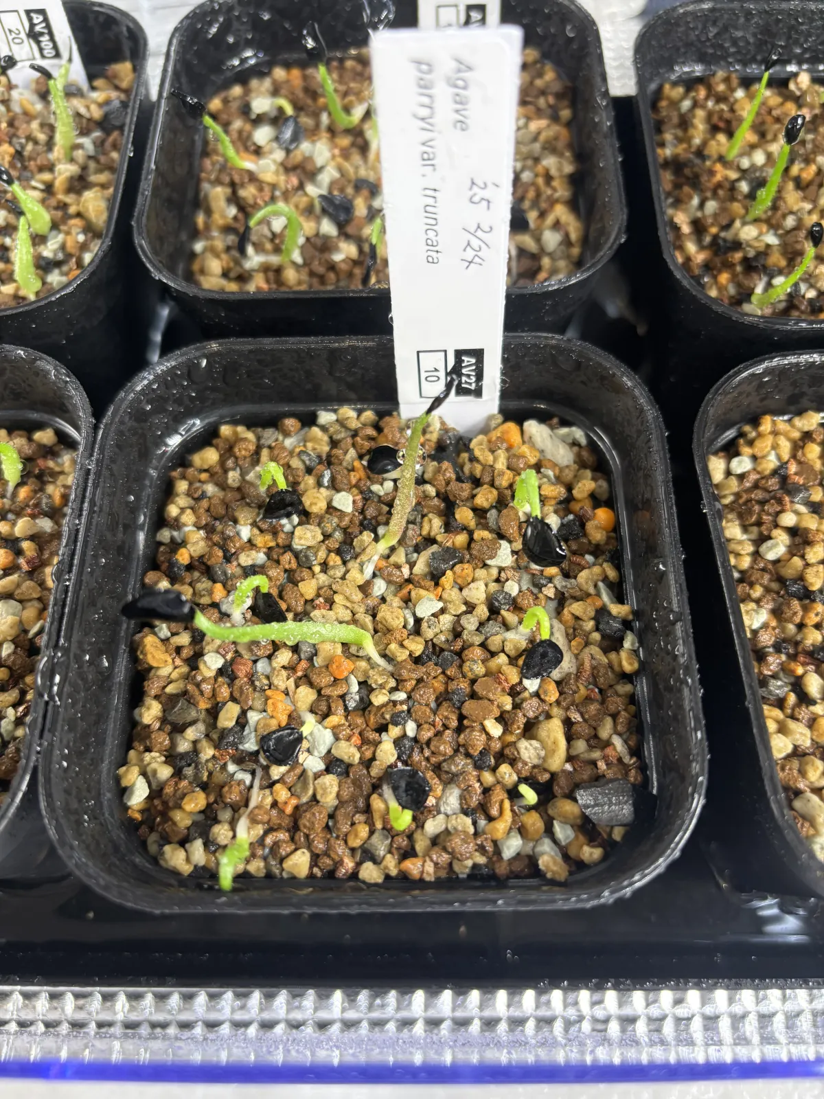 Agave parryi var. truncata (アガベ パリー トランカータ)