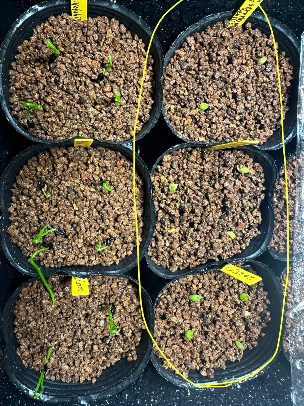 Astrophytum senilis (アストロフィツム セニリス)