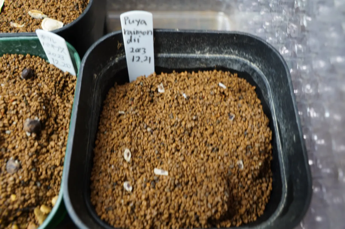 Puya raimondii (プヤ レイモンディ)