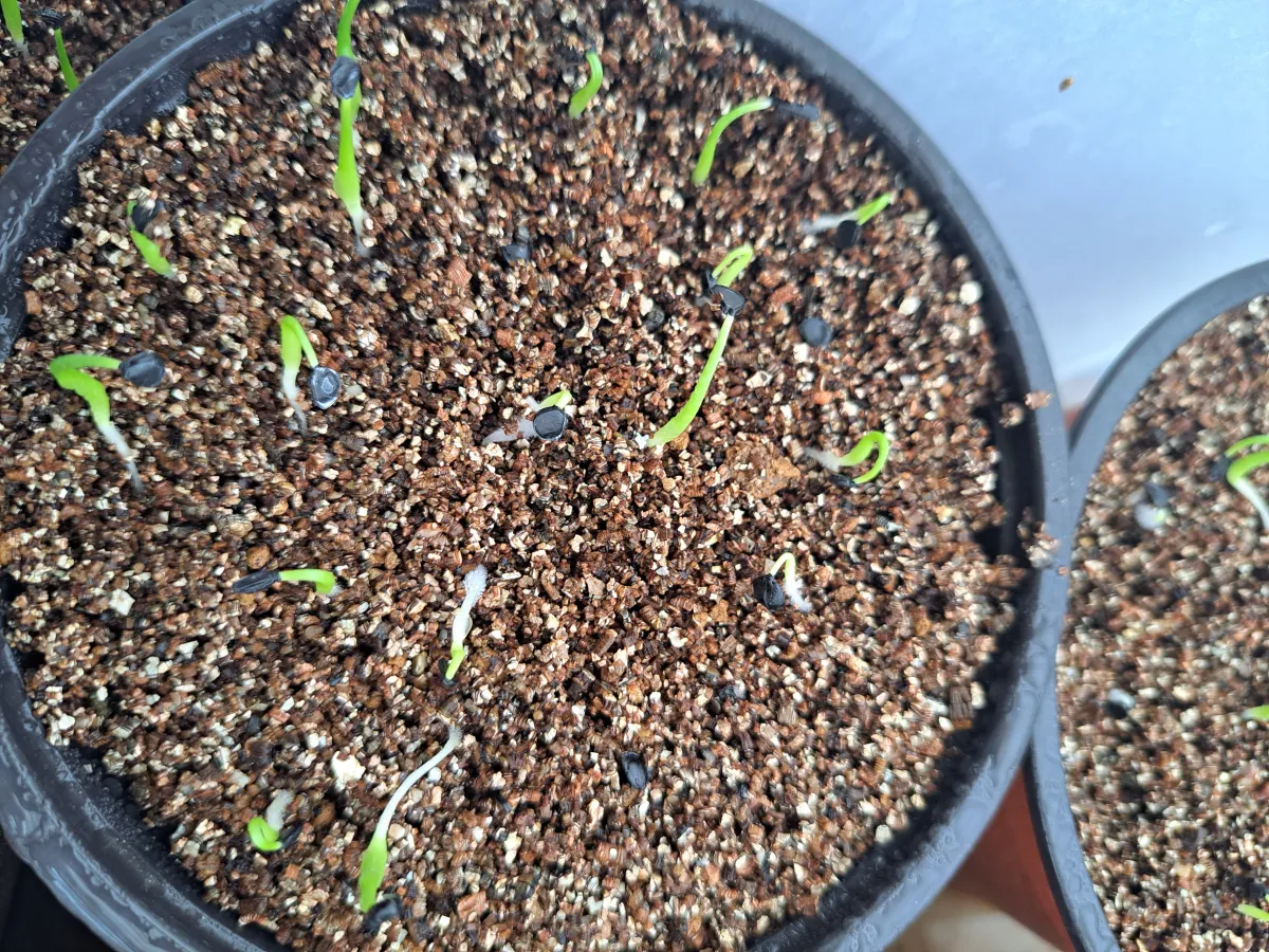 Agave utahensis ssp. utahensis 'Compacta' (アガベ ユタエンシスコンパクタ)