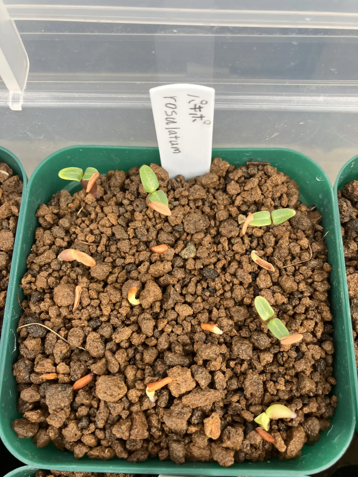 Pachypodium rosulatum (パキポディウム ロスラーツム)