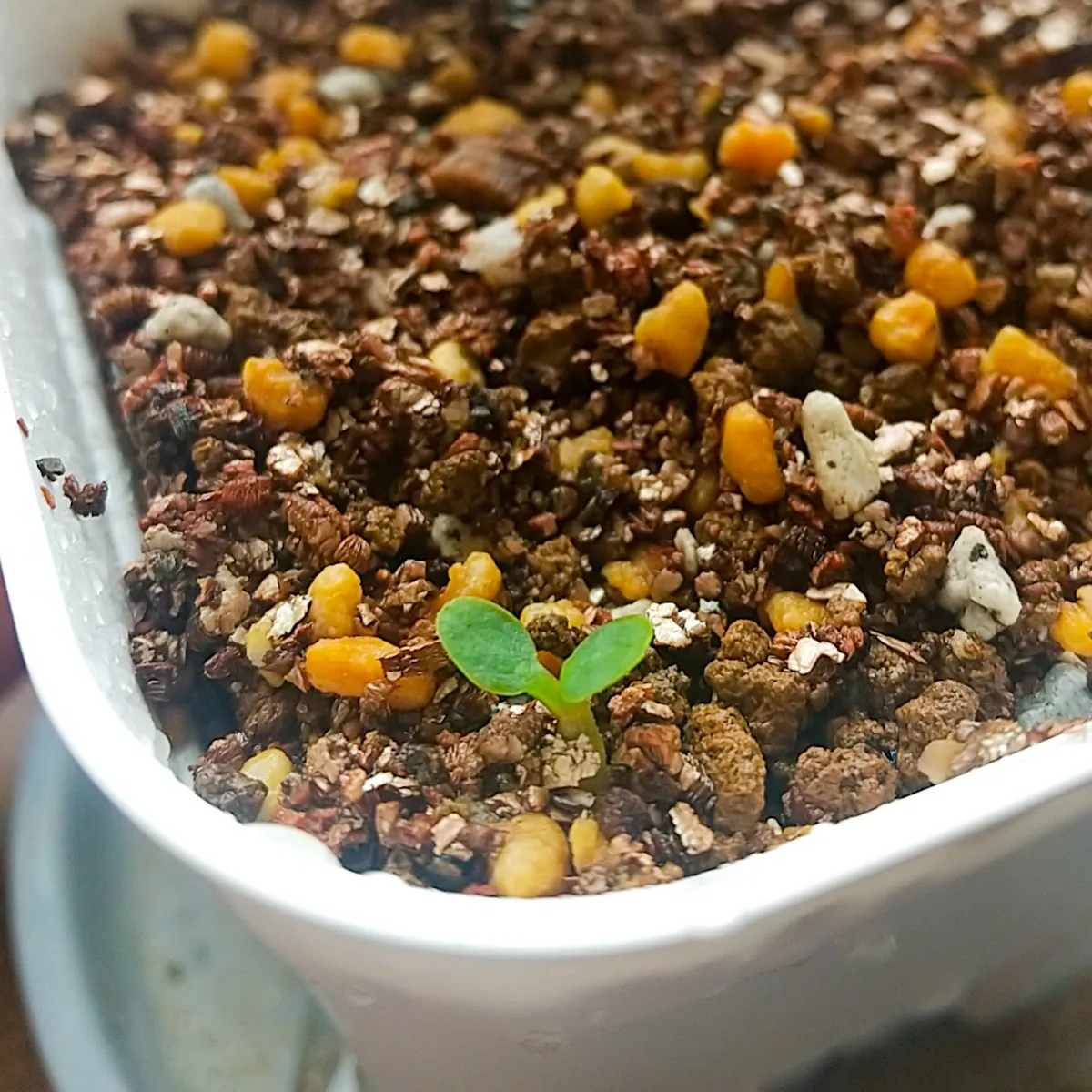 Euphorbia primulifolia var. begardii (ユーフォルビア ベガルディ)