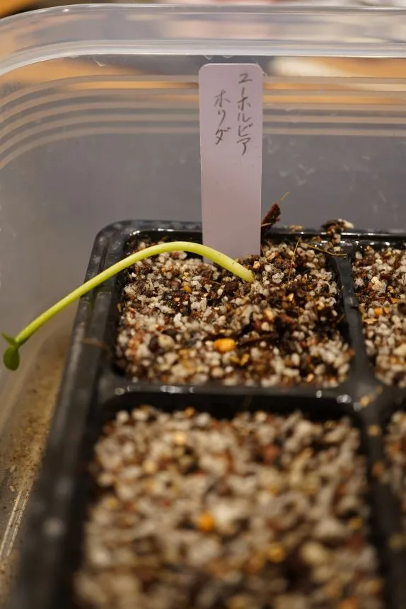 Euphorbia horrida var. norveldensis (ユーフォルビア ホリダ ノーベルデンシス)