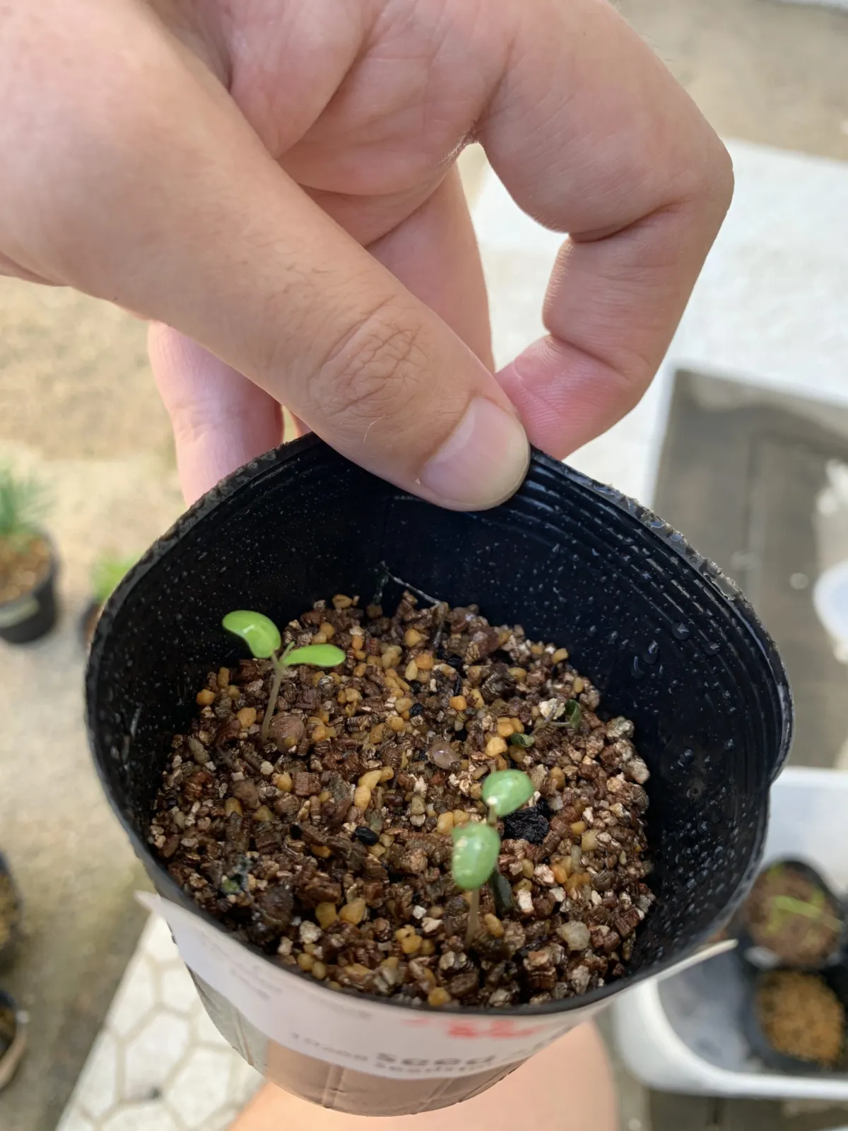 Pachycormus discolor (パキコルムス ディスカラー)