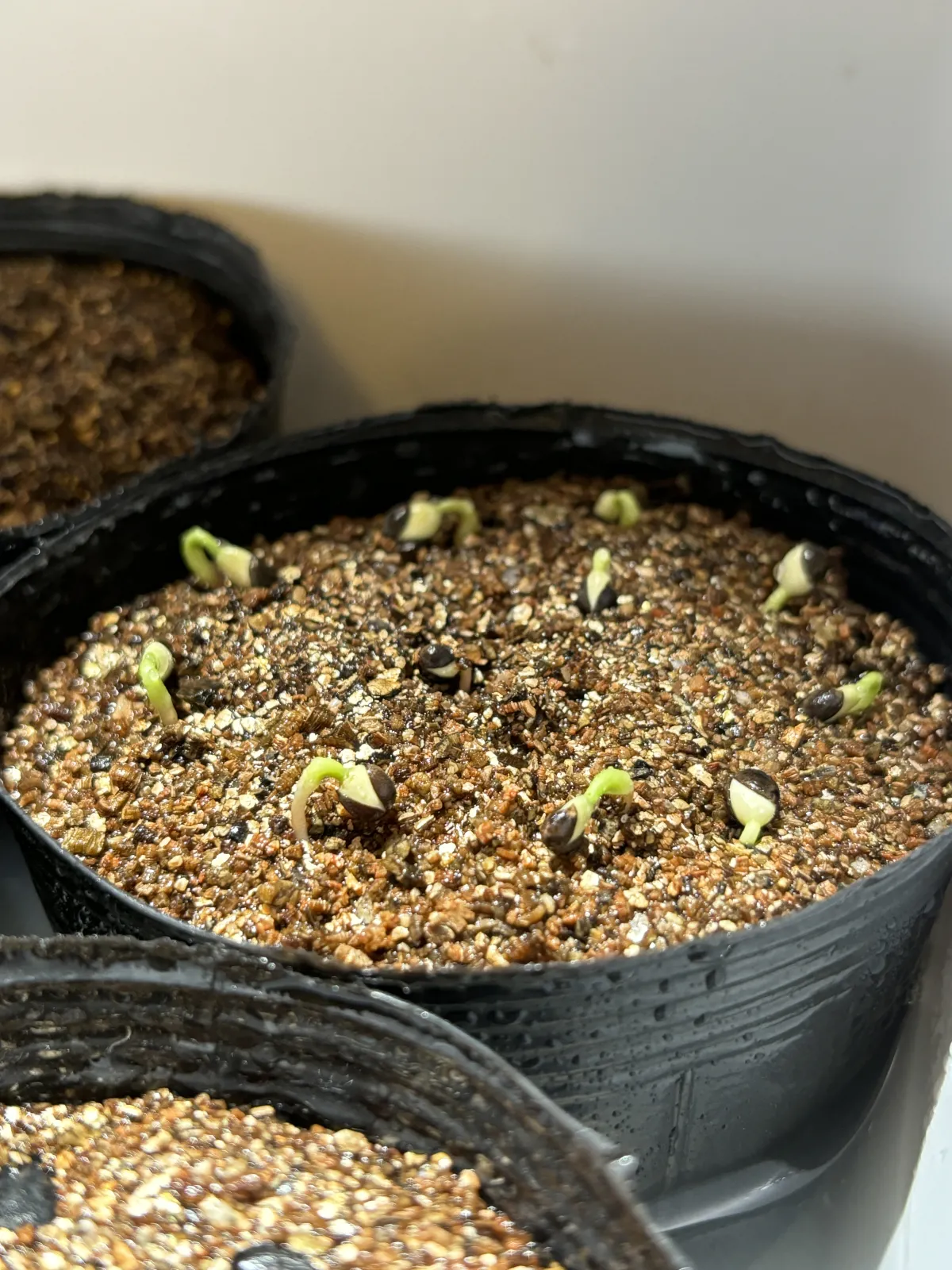 Euphorbia balsamifera (ユーフォルビア バルサミフェラ)