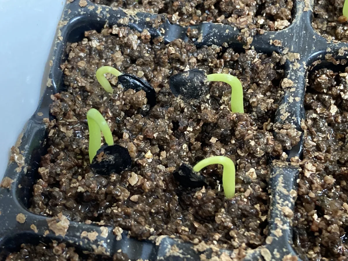 Agave salmiana subsp. salmiana (アガベ サルミアナ)